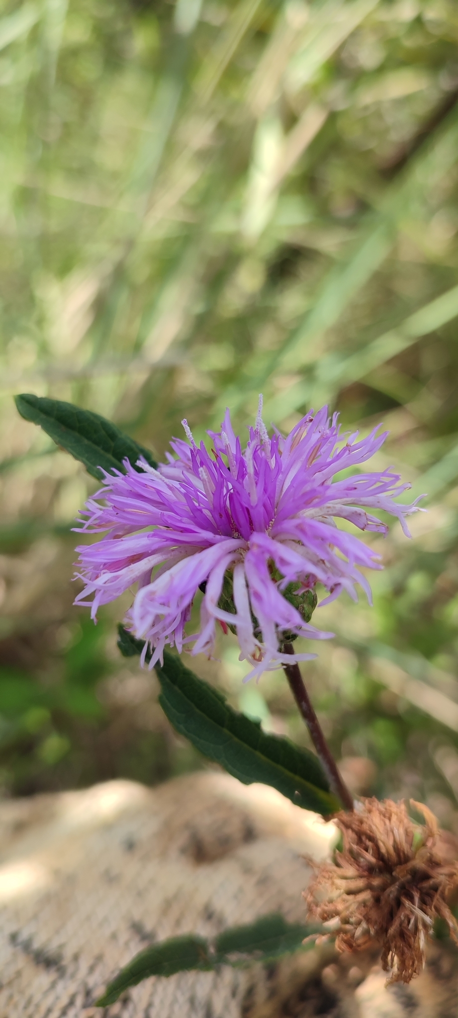 Photo of Lessingianthus coriaceus (8/8)