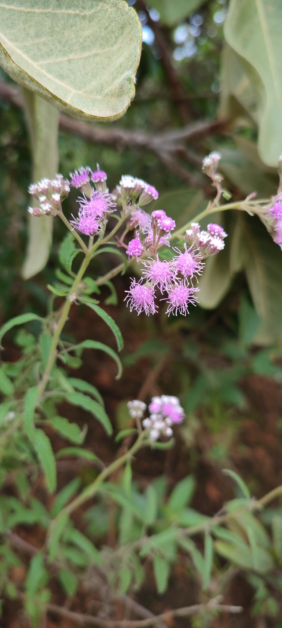 Photo of Ageratum fastigiatum (8/12)