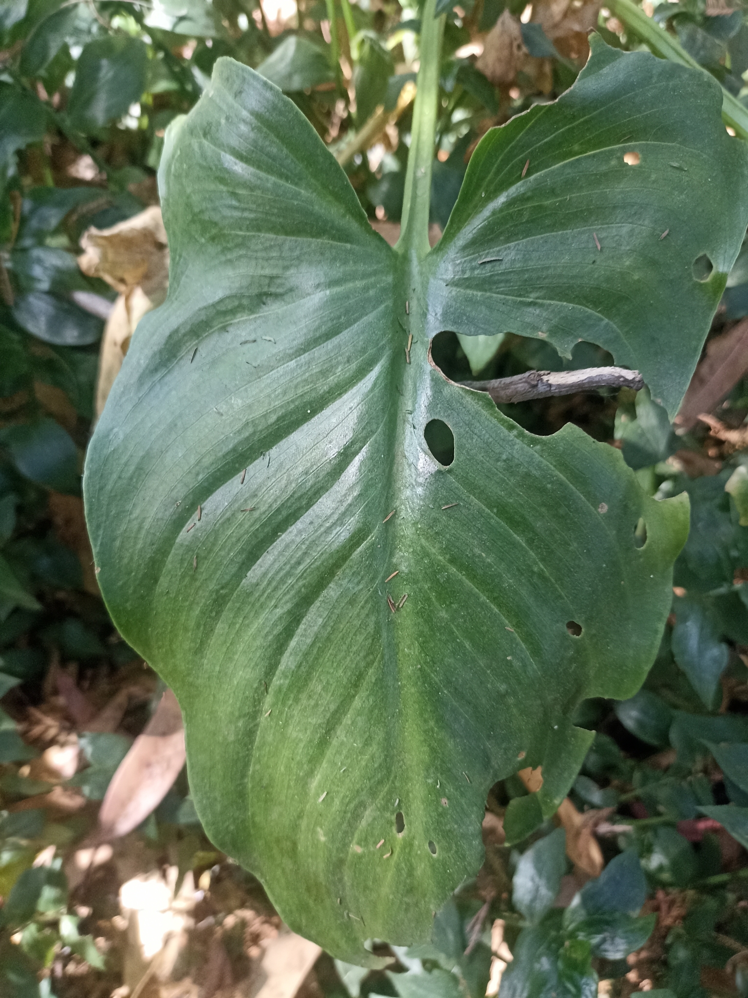 Photo of calla lily (3/12)