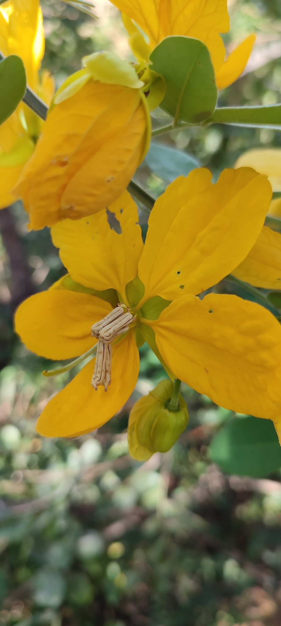 Photo of Senna angulata (5/12)