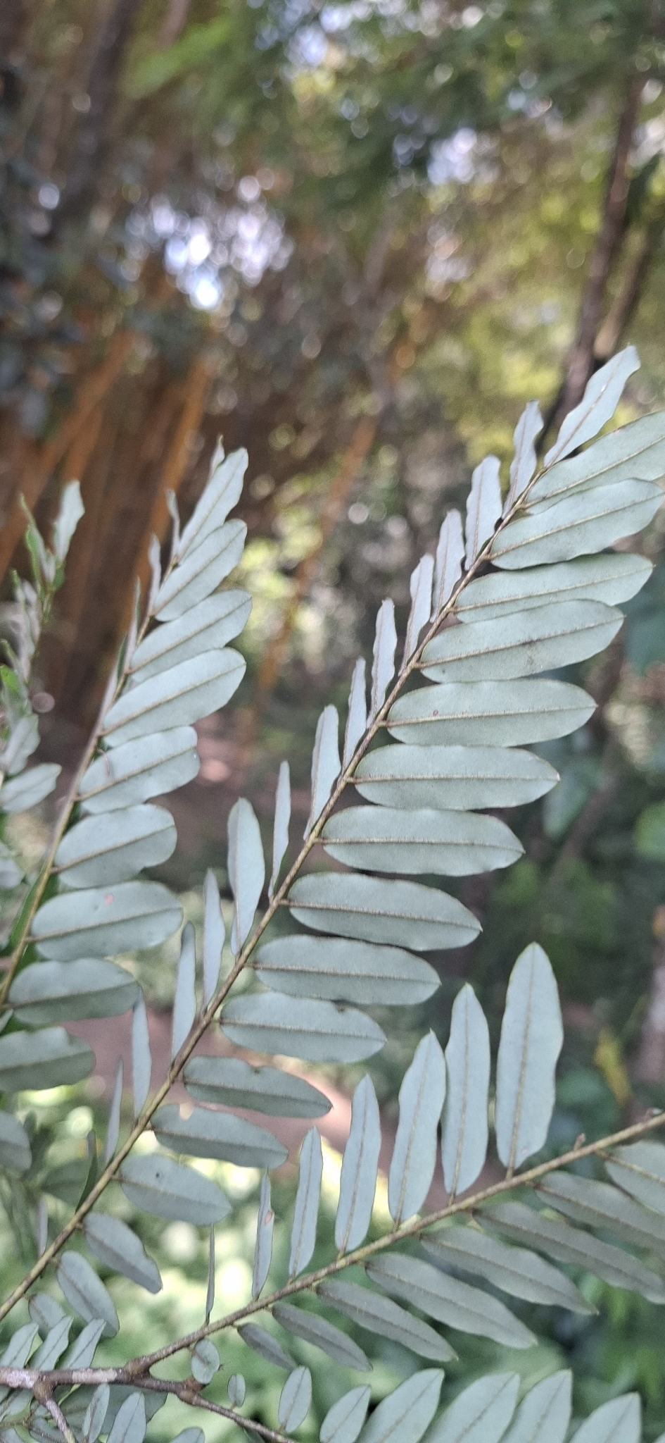 Photo of Dalbergia villosa (4/11)