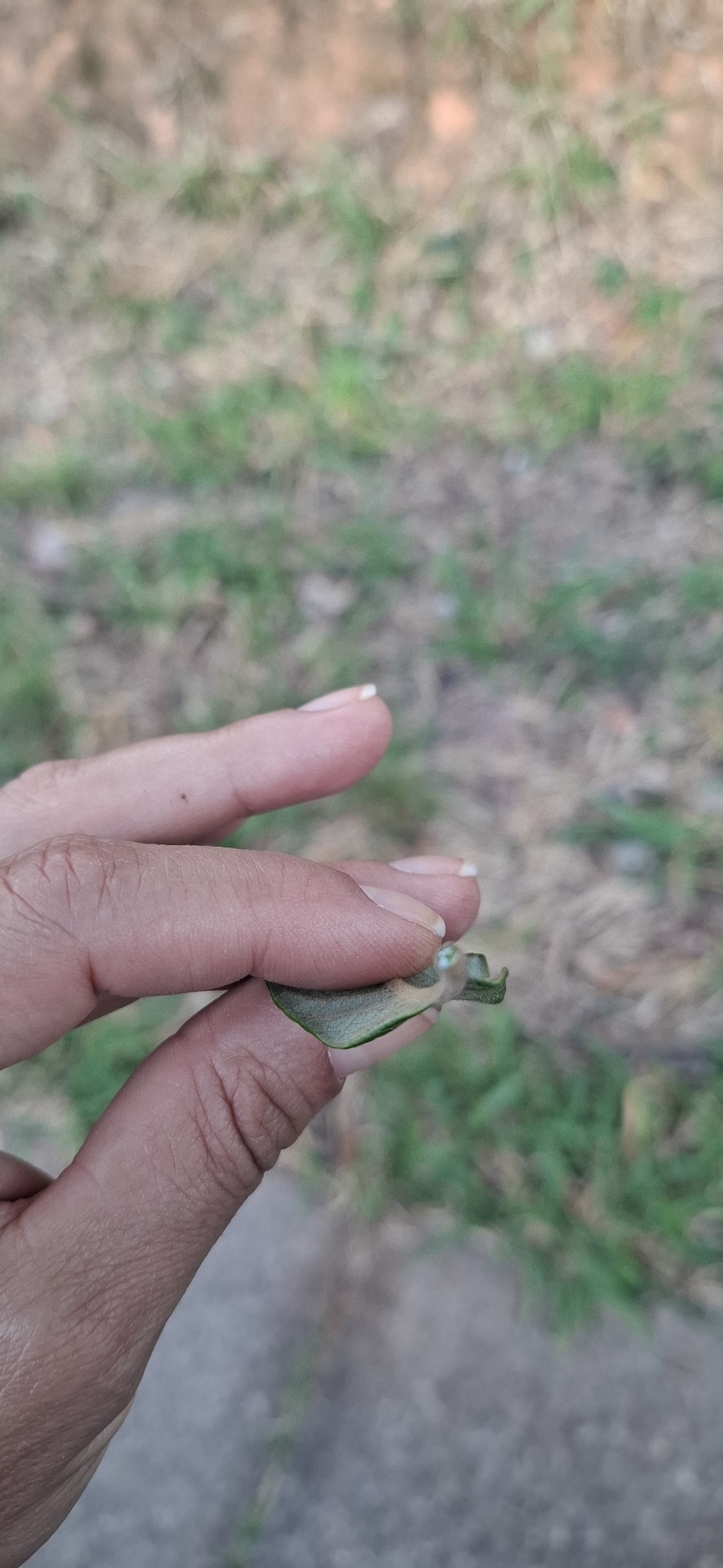 Photo of Aspidosperma tomentosum (6/12)