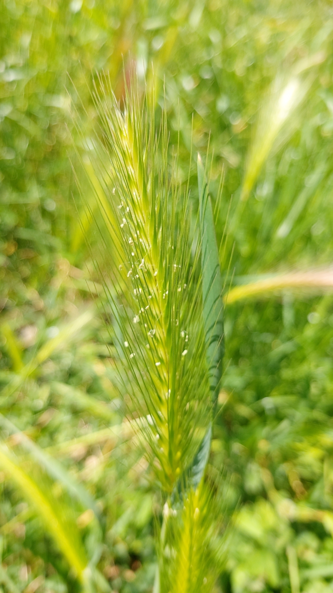 Photo of wall barley (6/12)