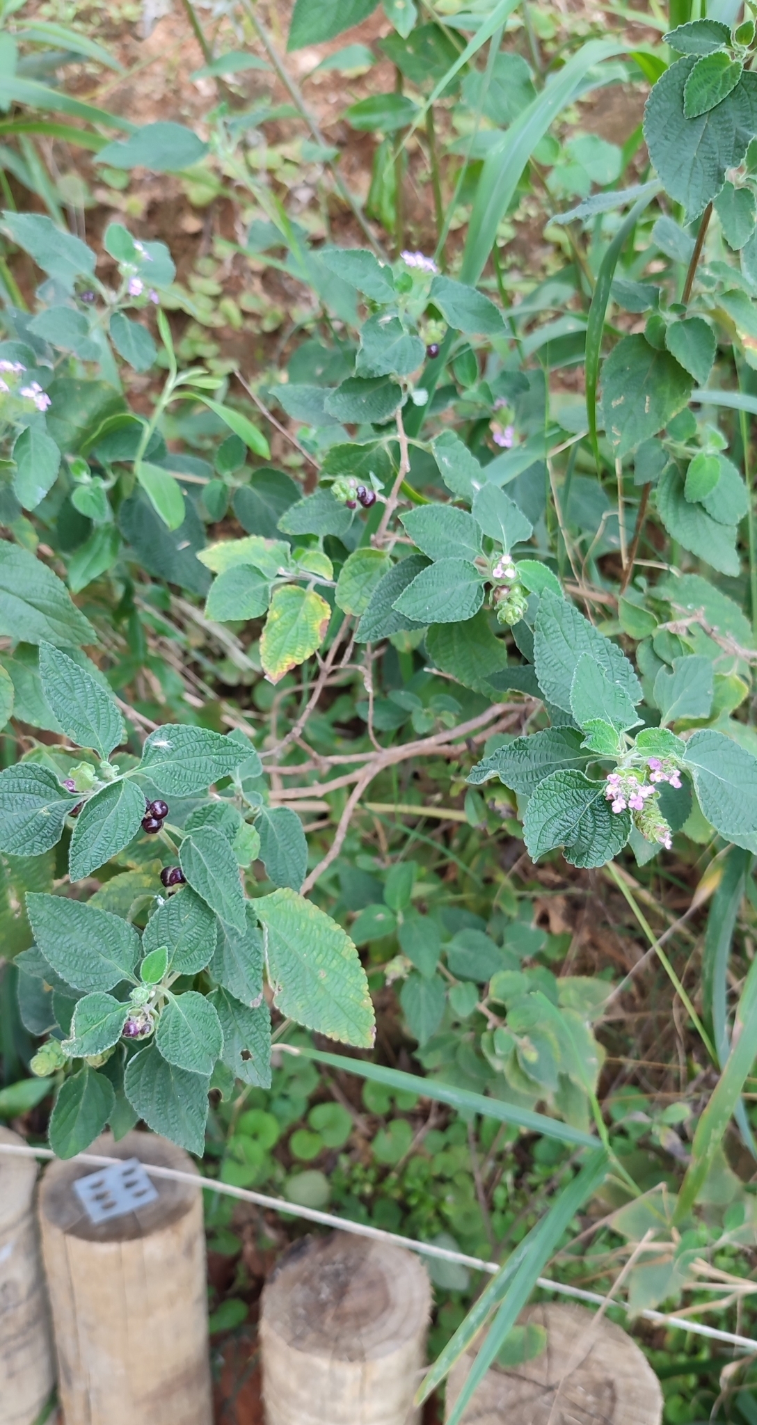 Photo of Lantana fucata (11/12)