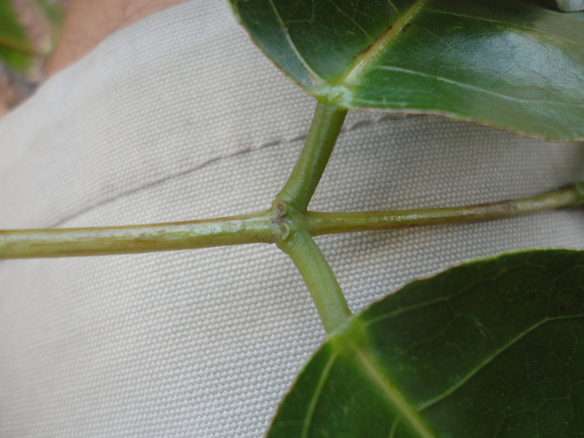 Photo of Erythrina (5/6)