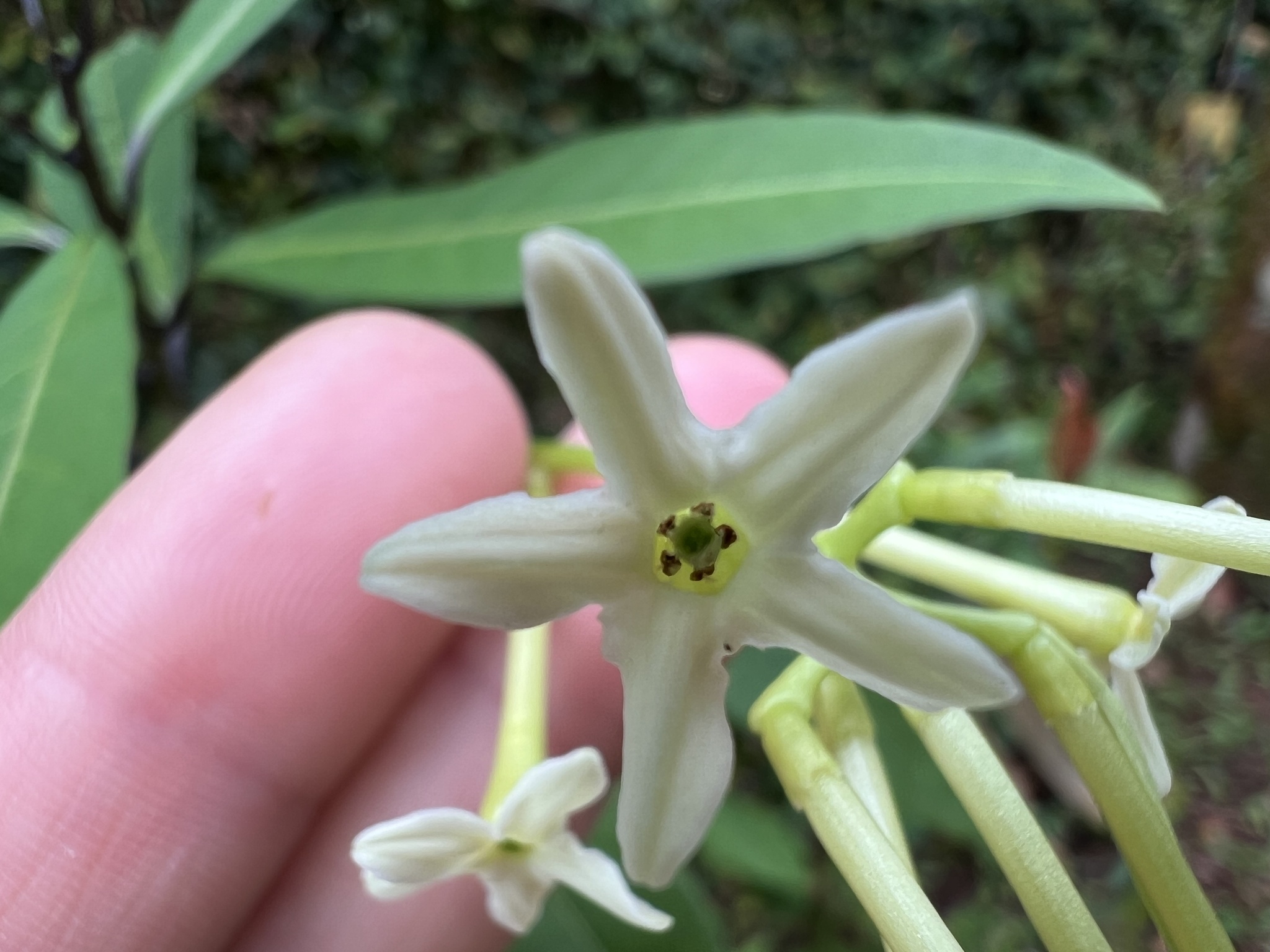 Photo of Plantae (7/7)