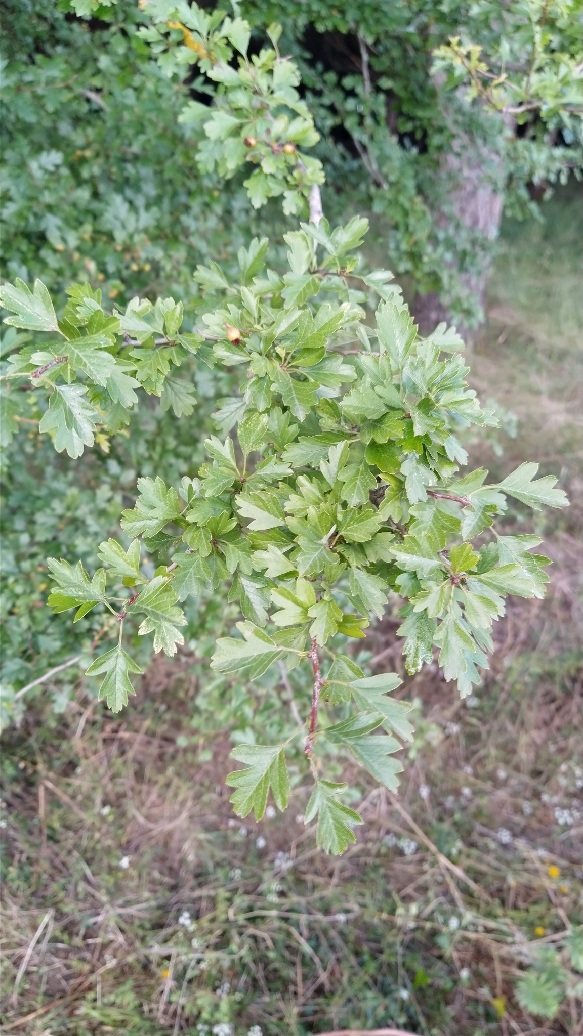 Photo of common hawthorn (4/12)