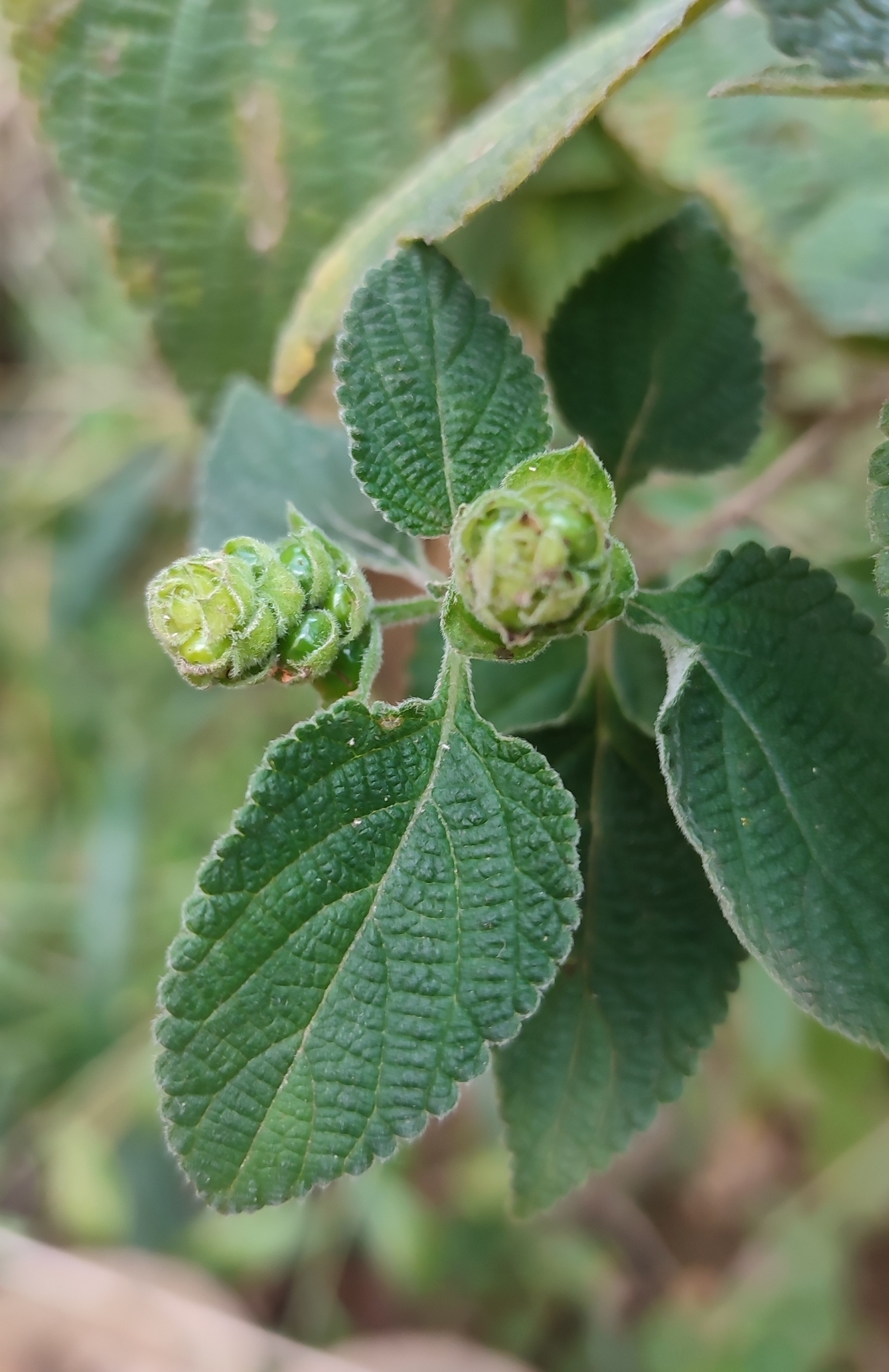 Photo of Lantana fucata (7/12)