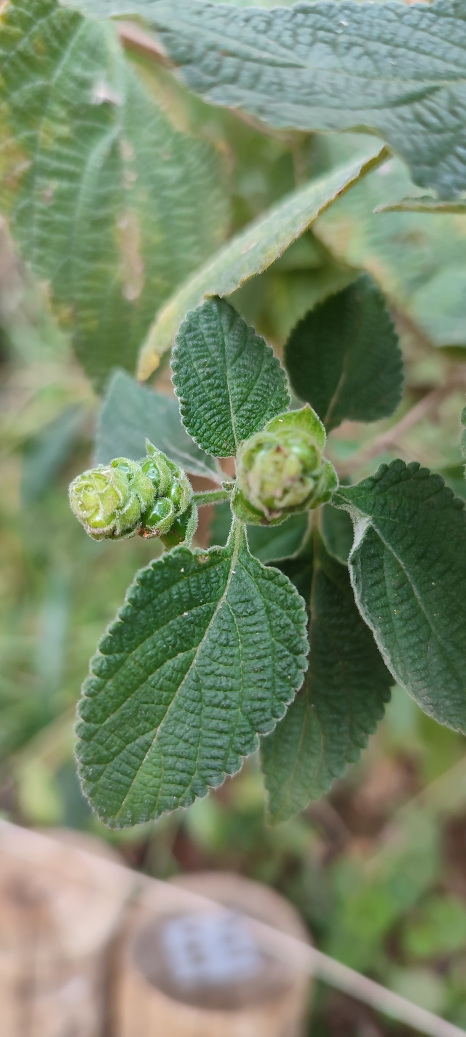Photo of Lantana fucata (3/12)