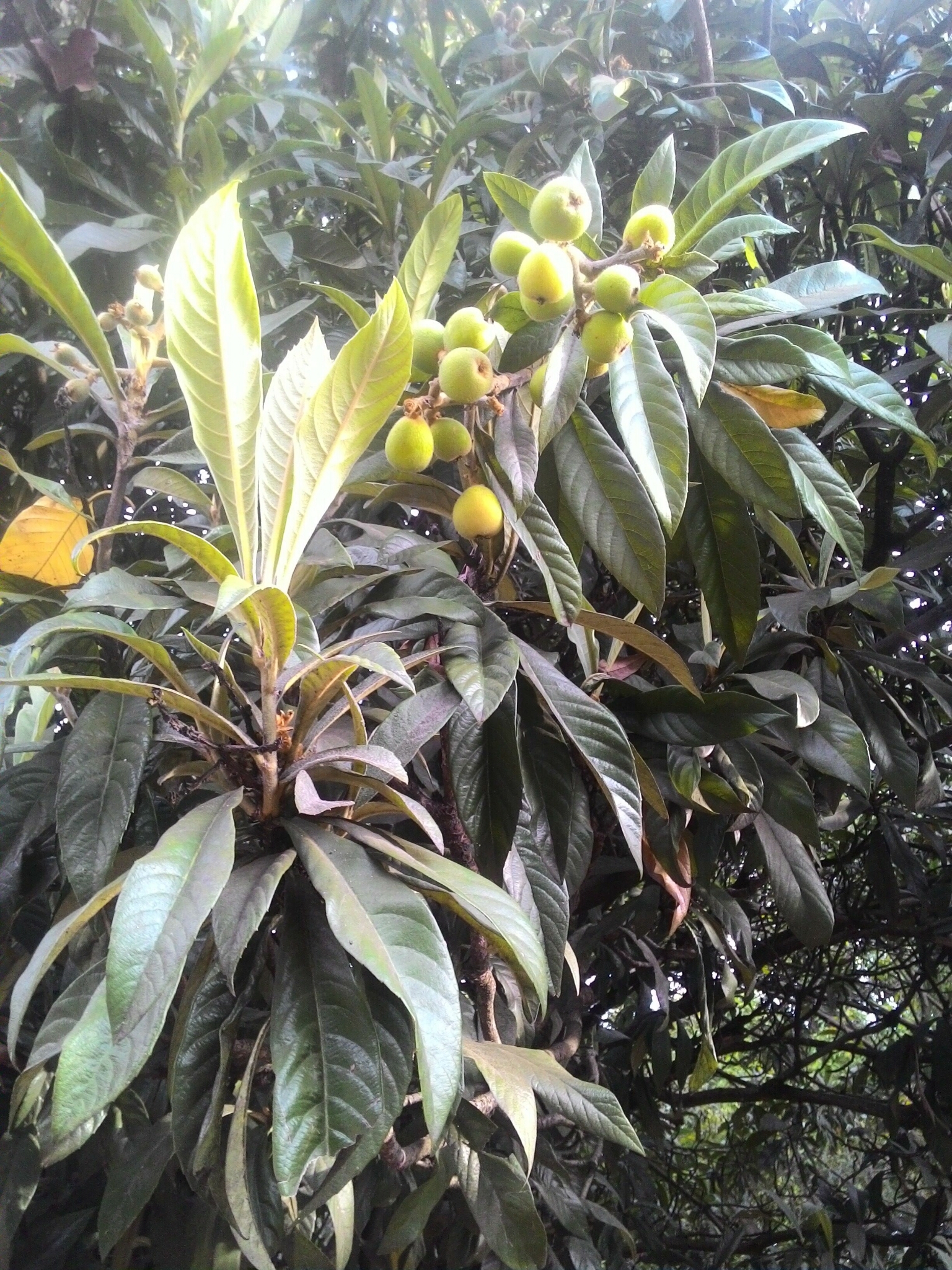 Photo of Loquat (8/8)
