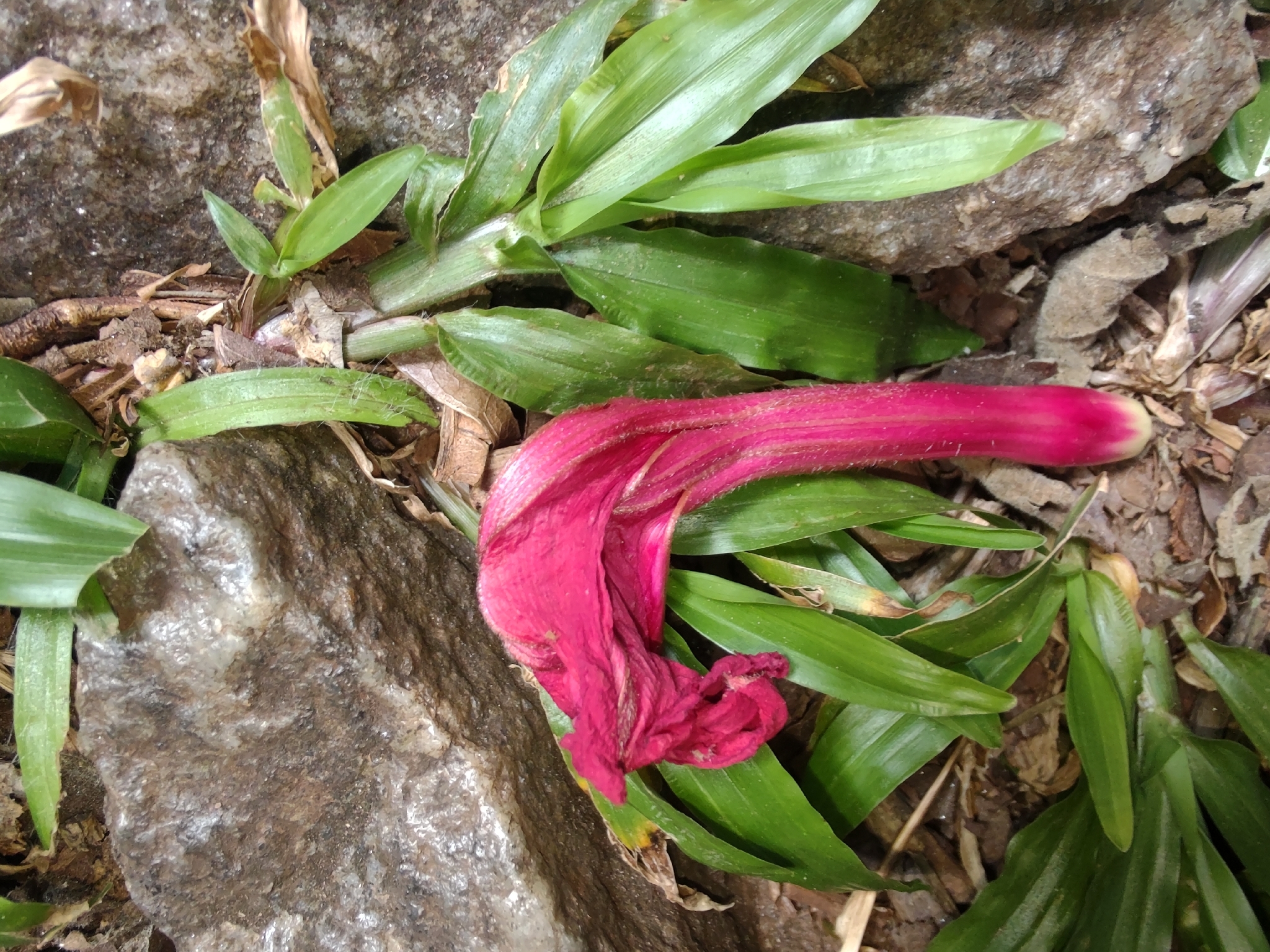 Photo of Cardinal creeper (4/12)