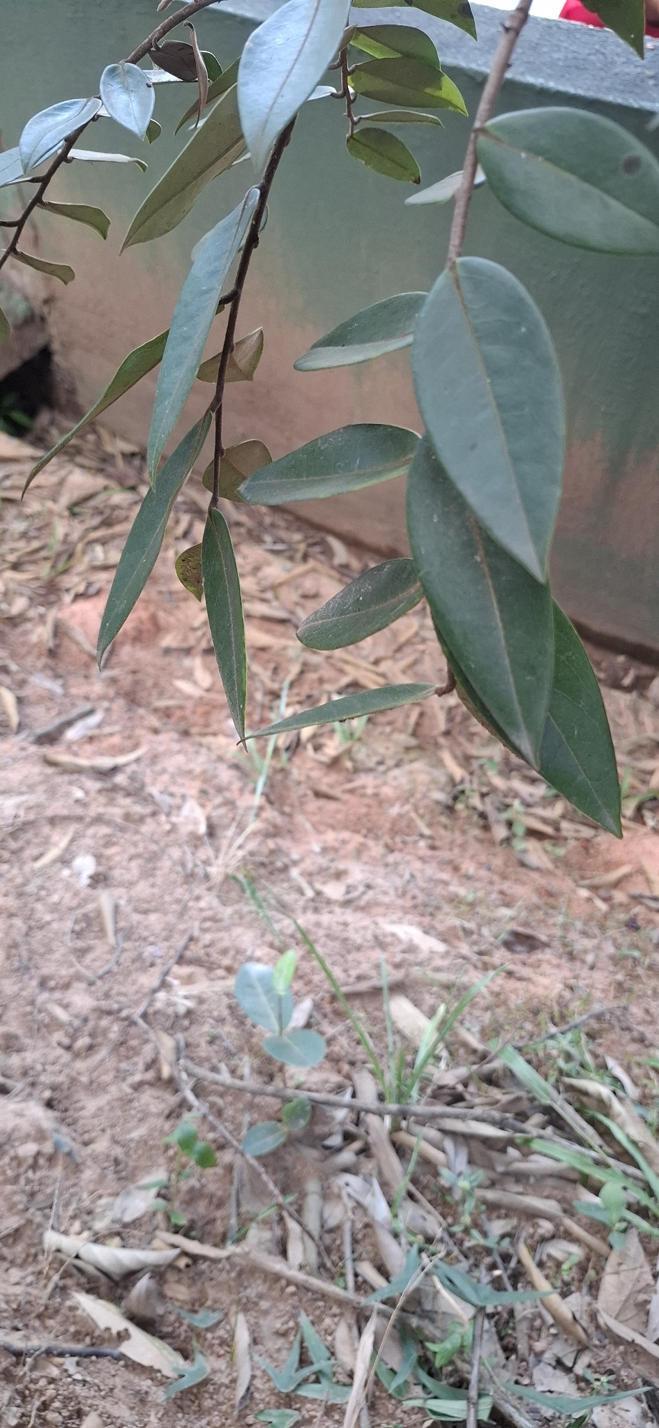 Photo of Xylopia aromatica (6/8)
