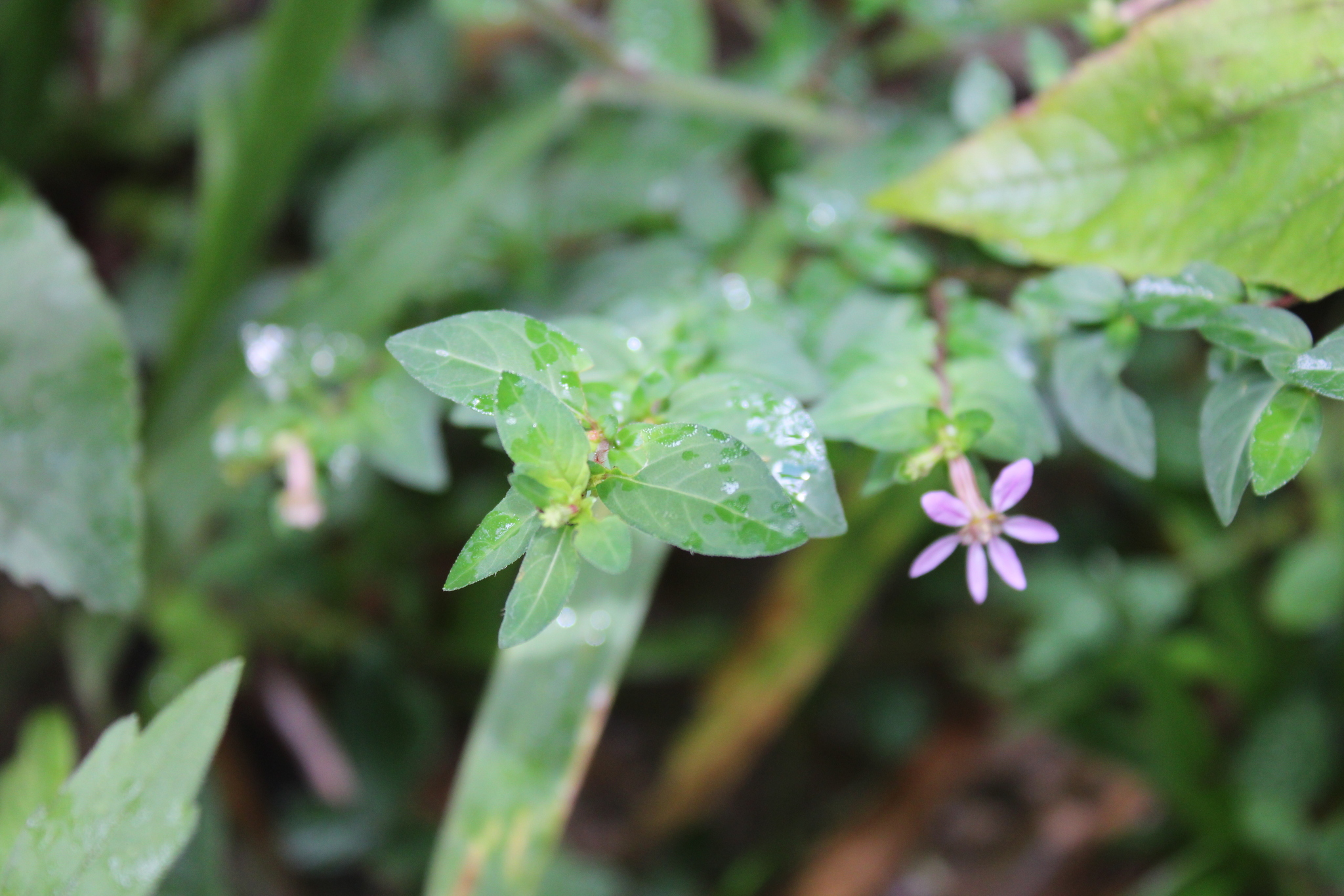 Photo of False heather (3/7)