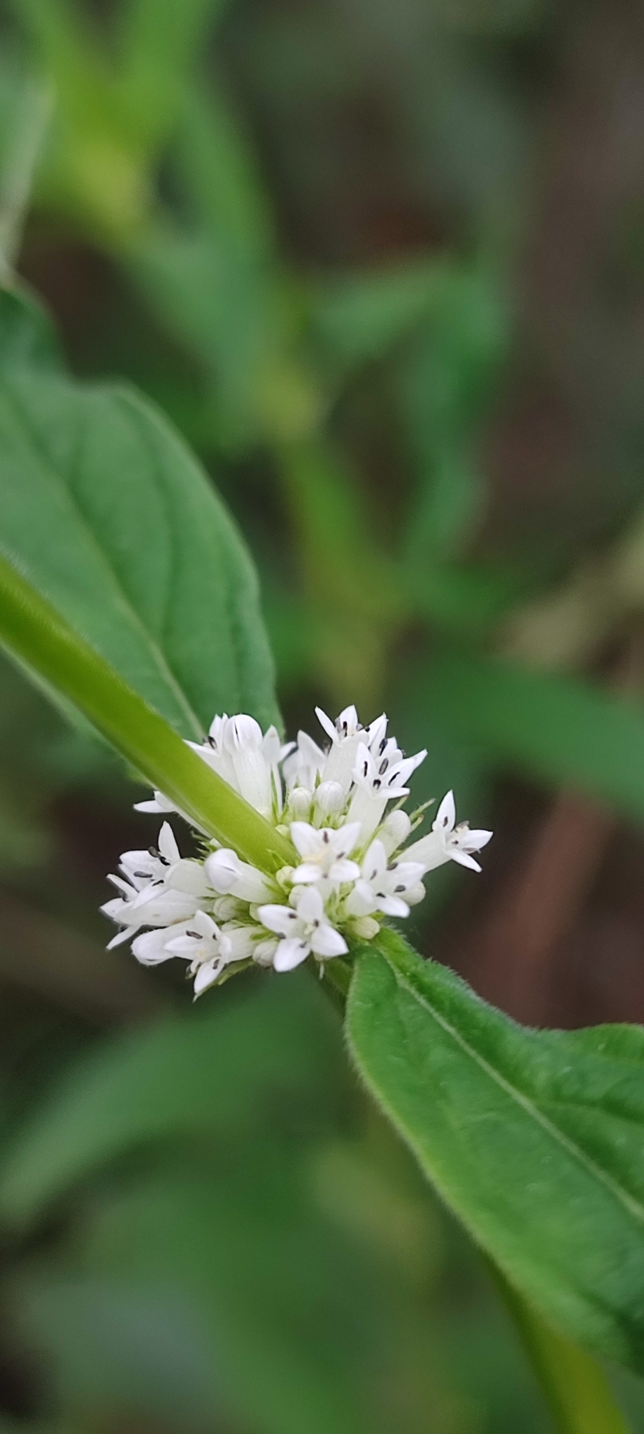 Photo of shrubby false buttonweed (7/12)