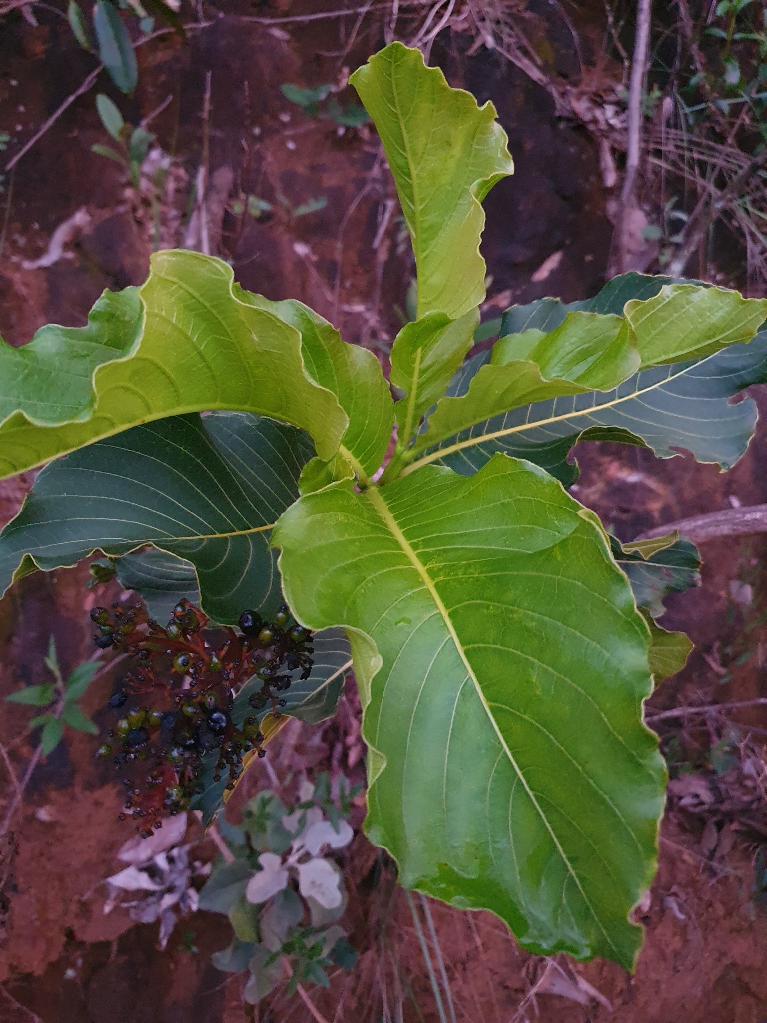 Photo of Palicourea rigida (4/12)