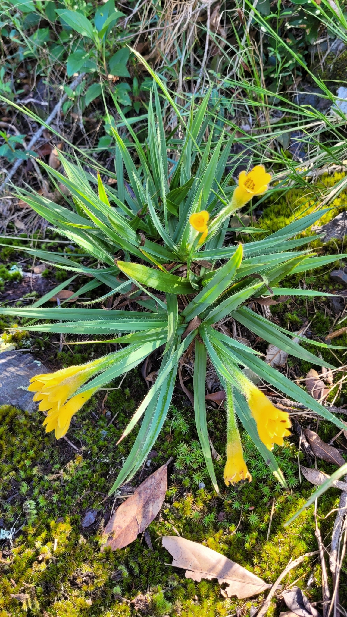 Photo of Barbacenia williamsii (1/10)