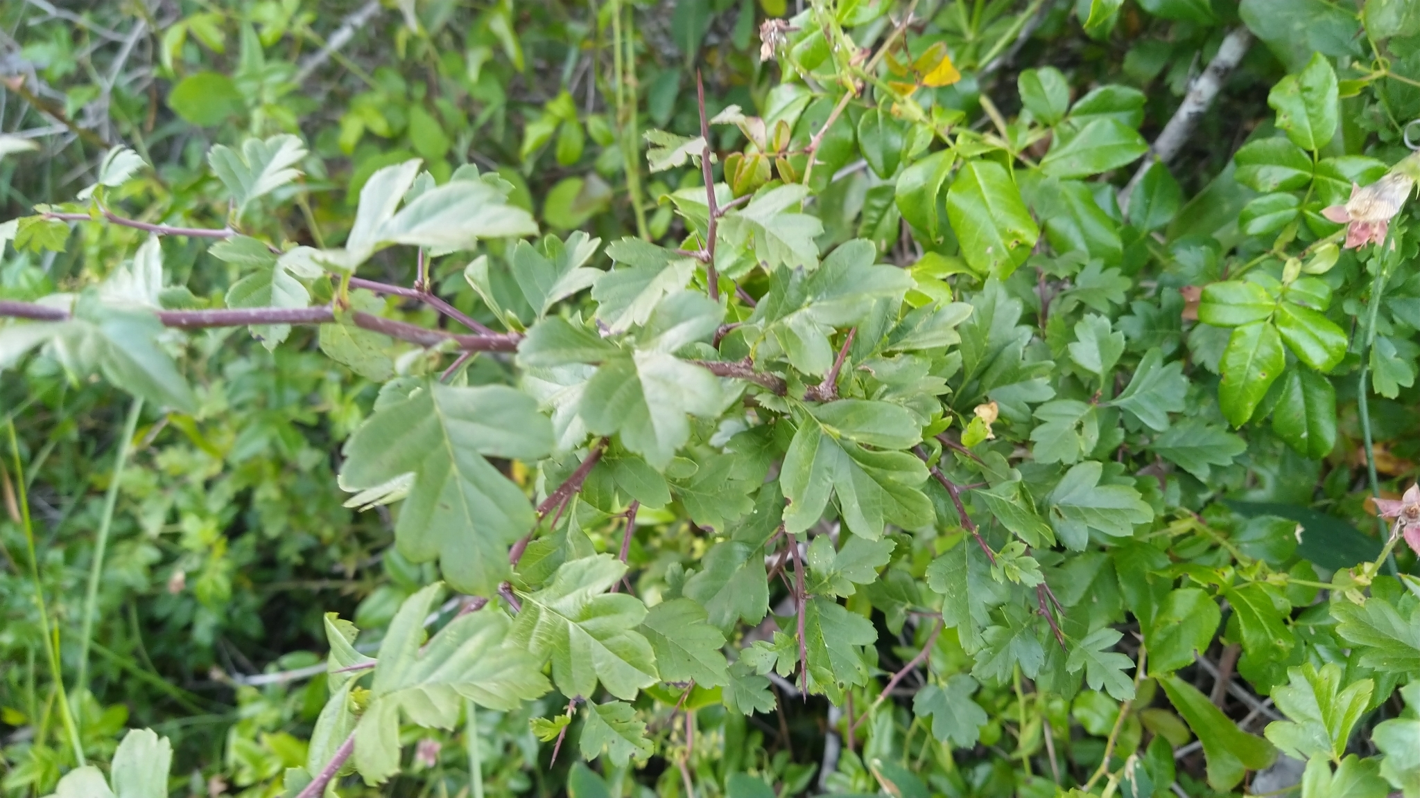 Photo of common hawthorn (7/12)