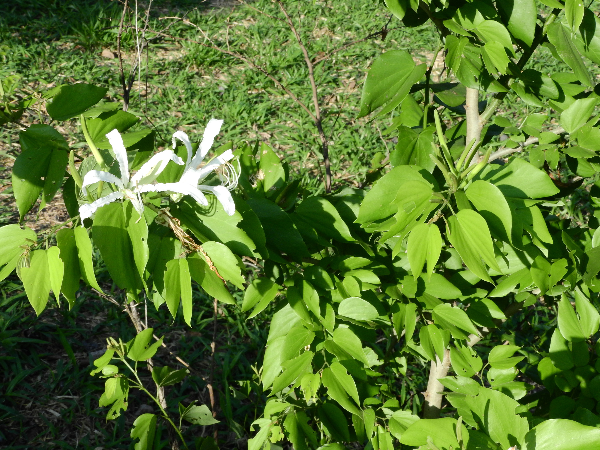 Photo of Brazilian orchid tree (6/12)