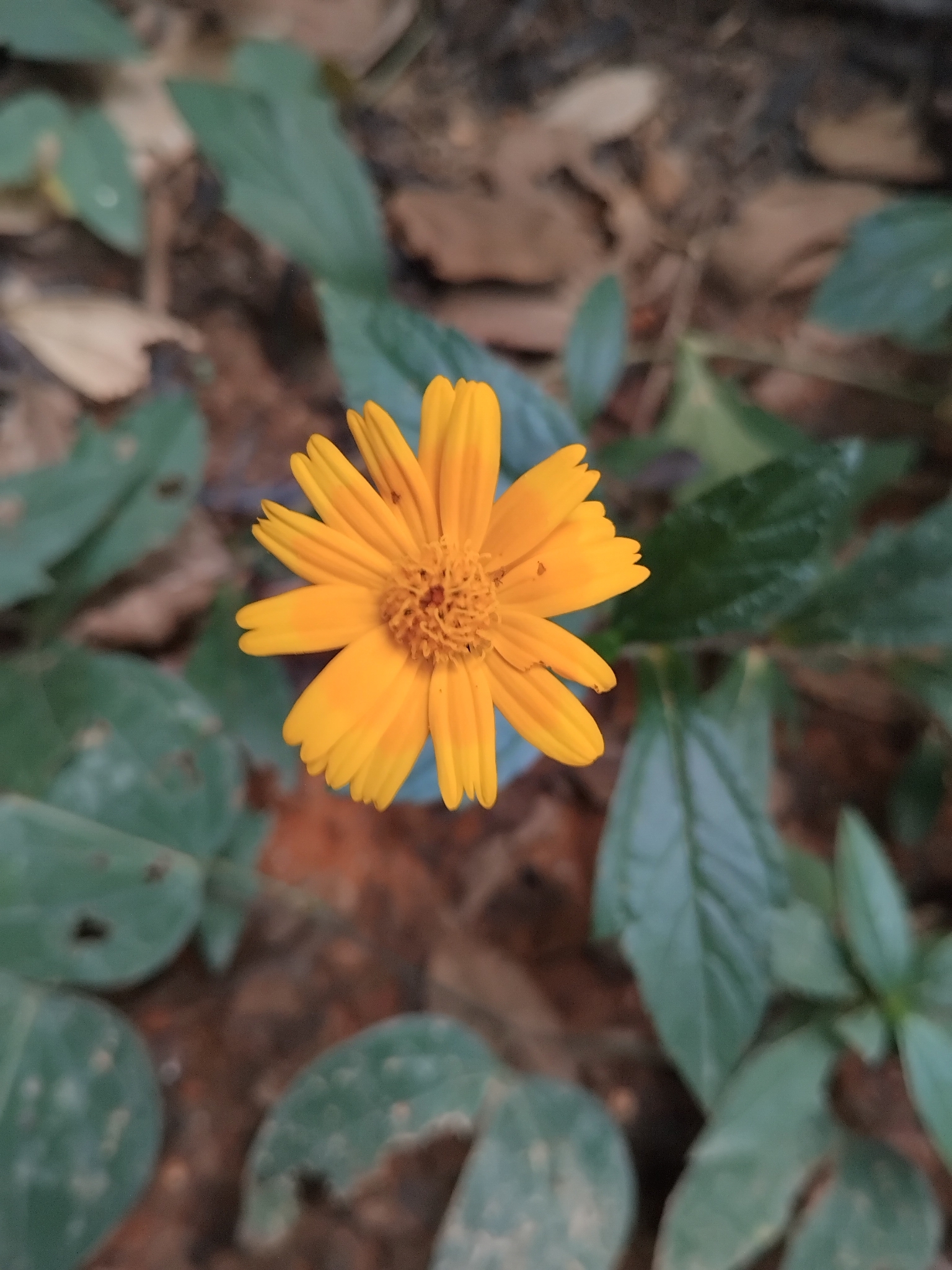 Photo of Sphagneticola (1/7)