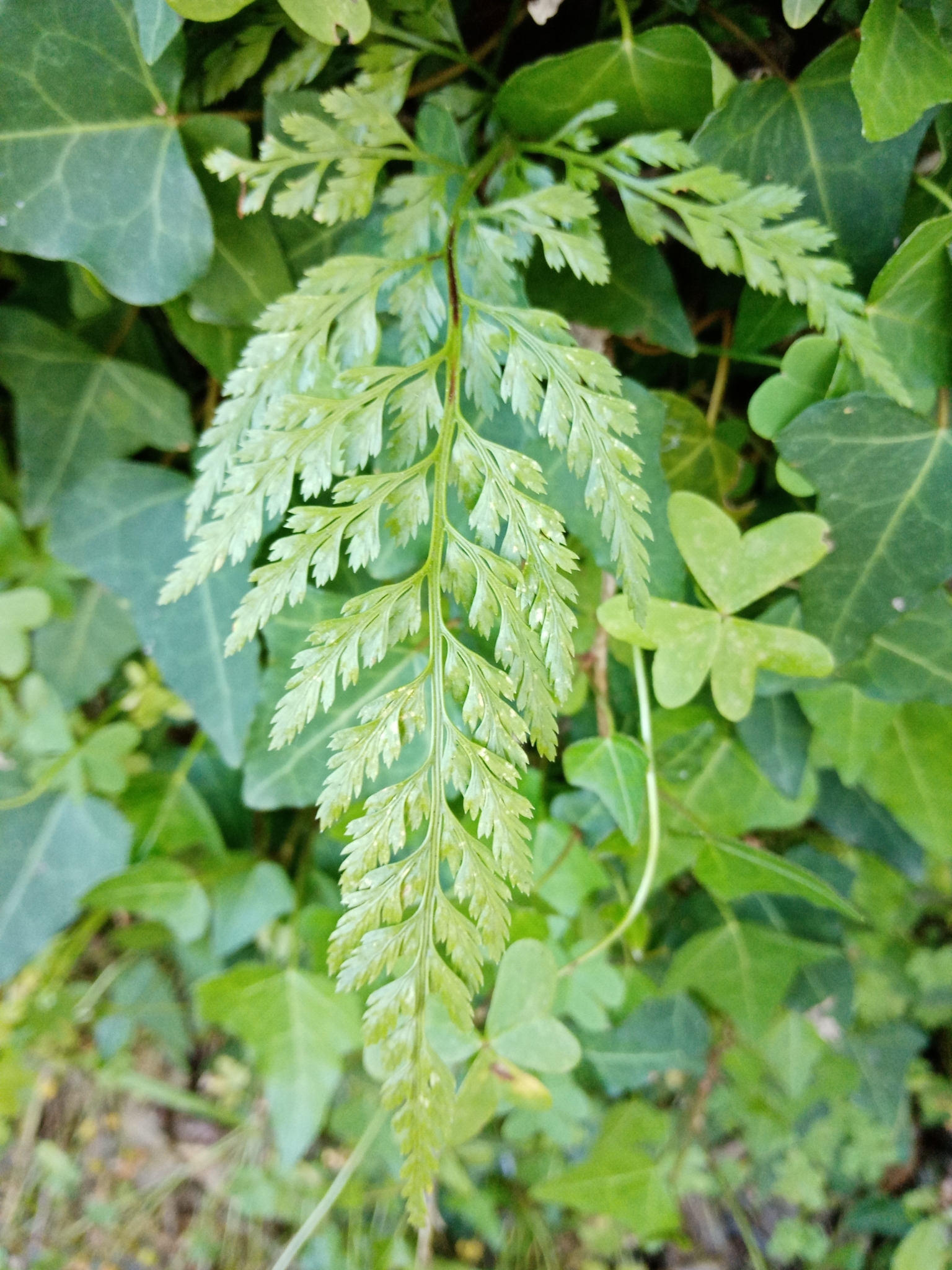 Photo of black spleenwort (5/6)