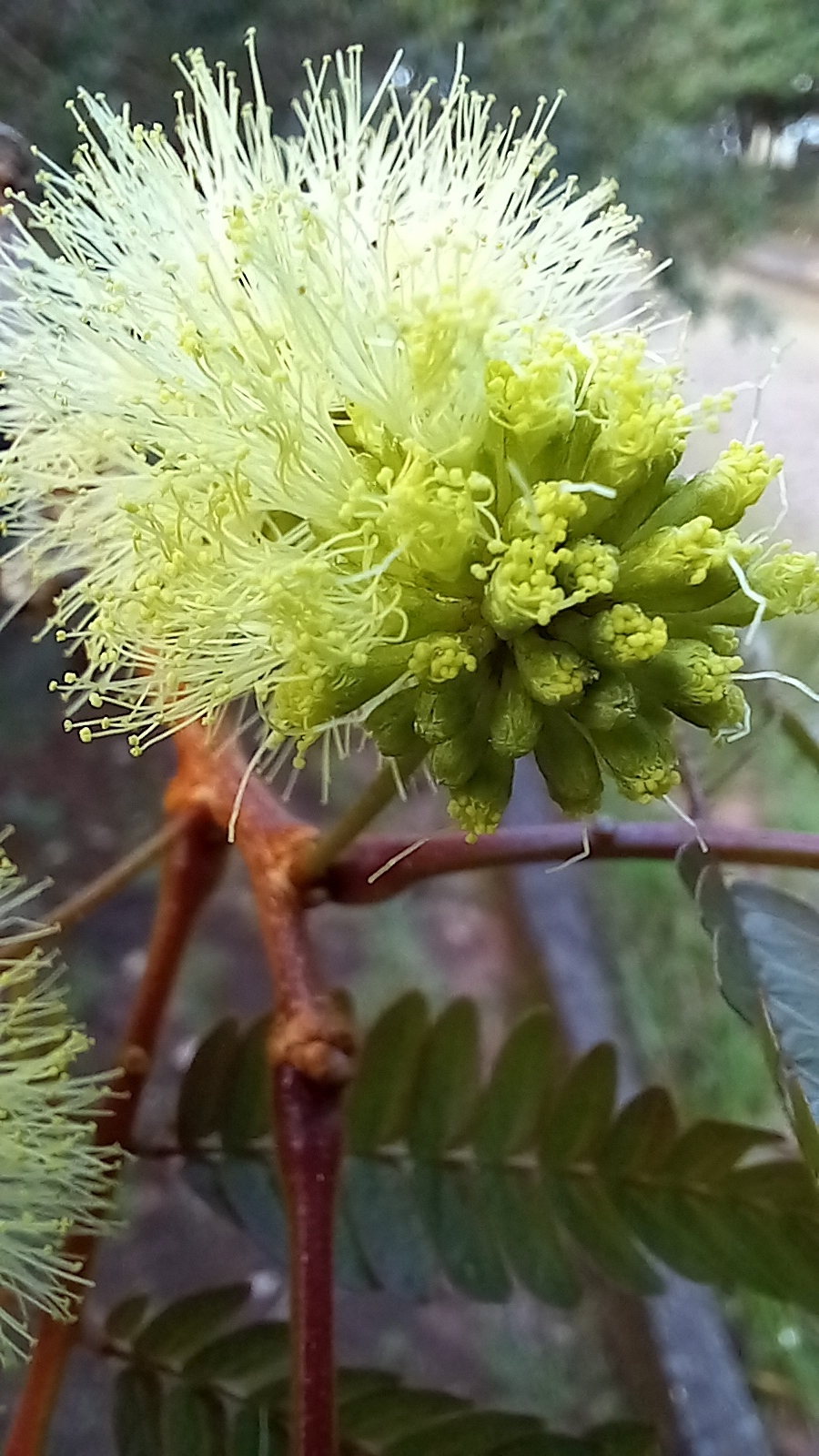Photo of Mimosoideae (3/6)