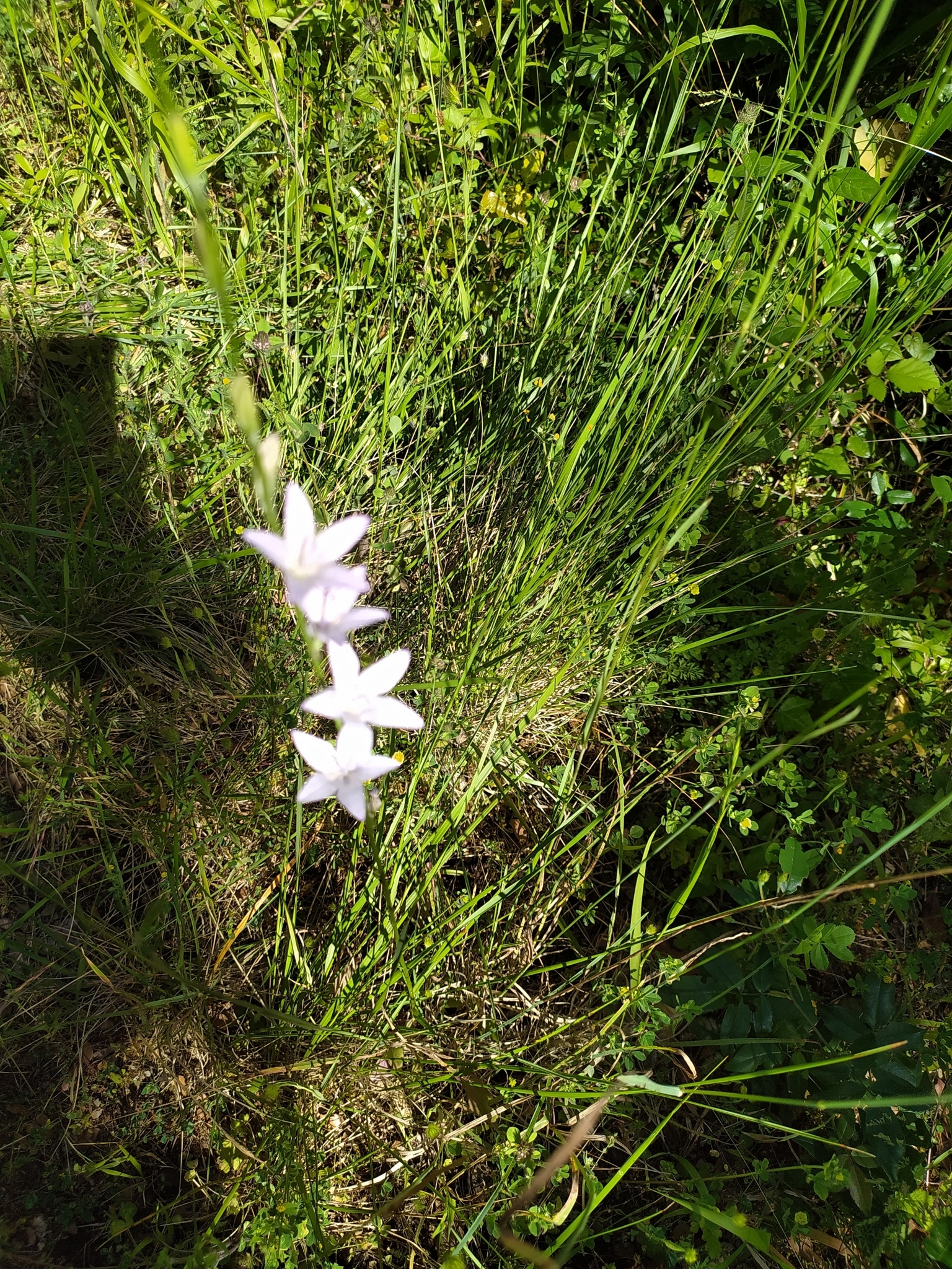 Photo of Rampion (3/12)