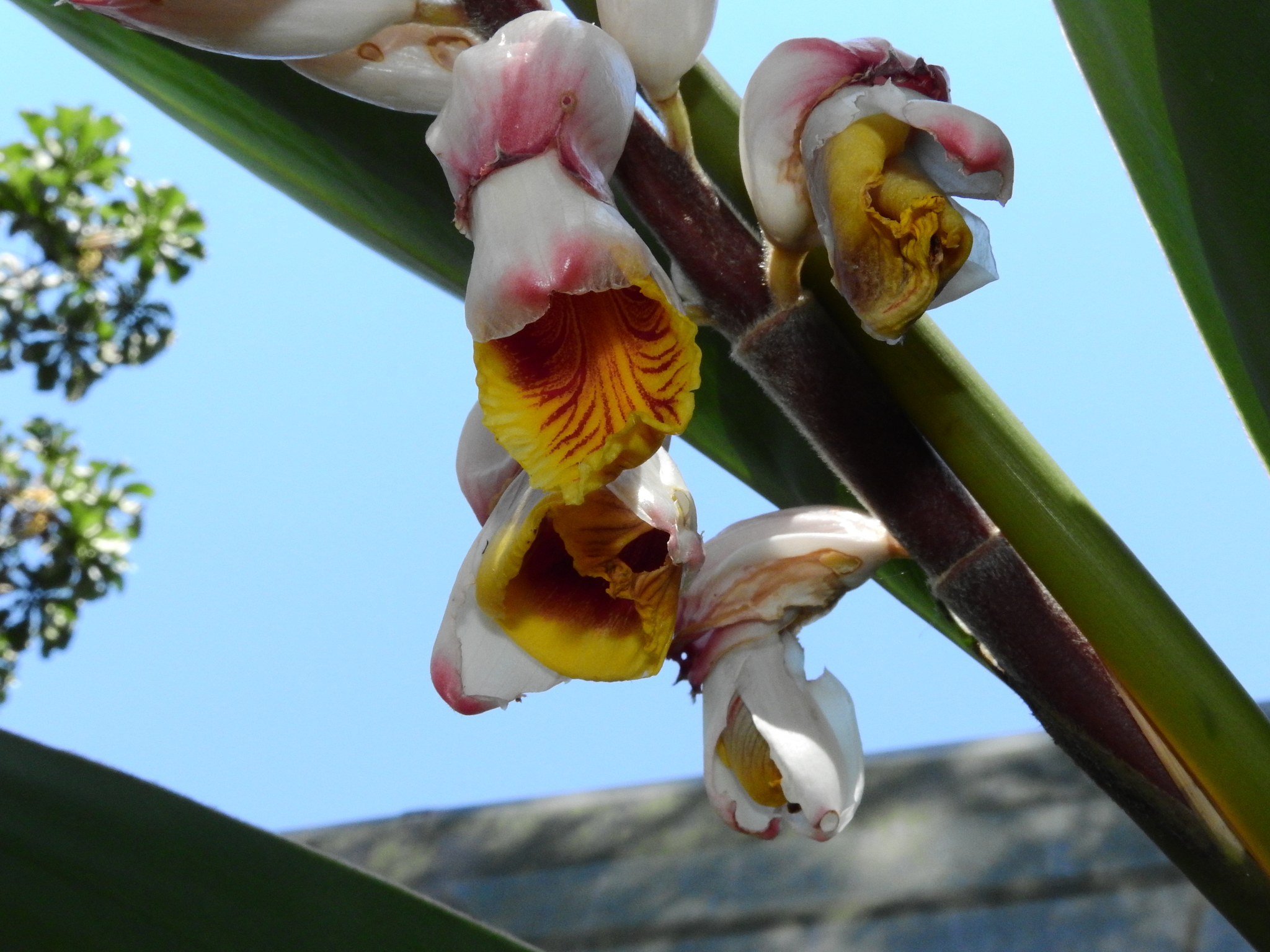 Photo of Shell ginger (6/8)