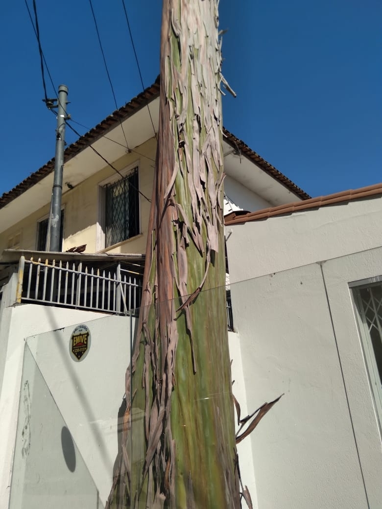 Photo of Calycophyllum spruceanum (4/7)