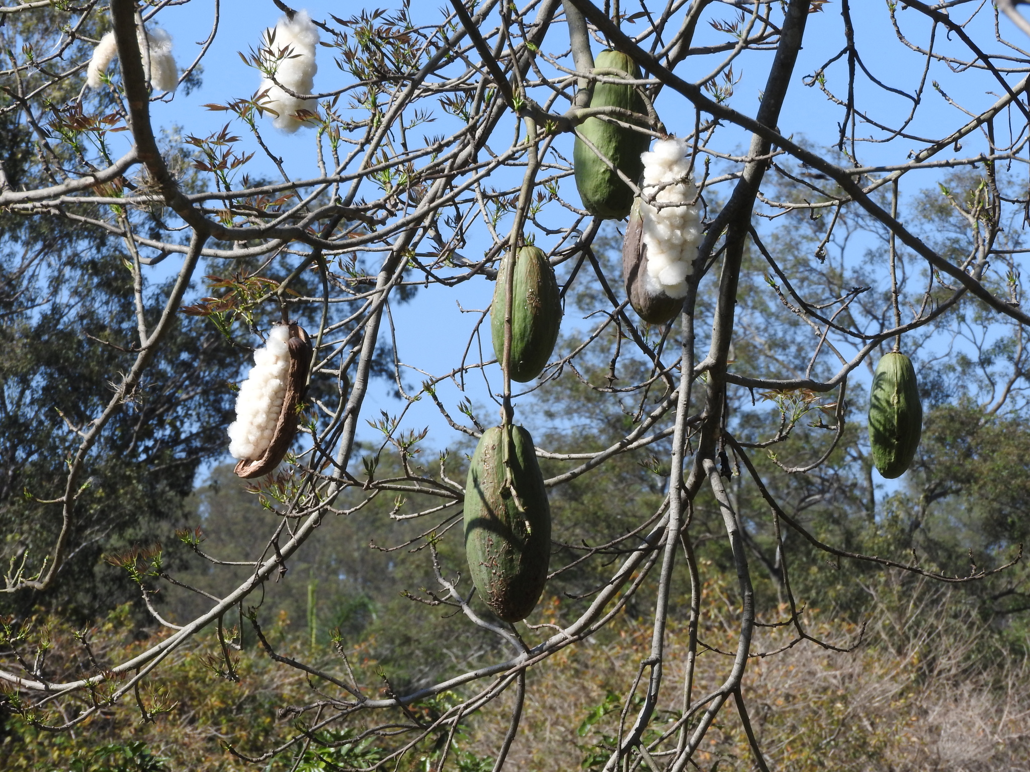 Photo of Ceiba speciosa