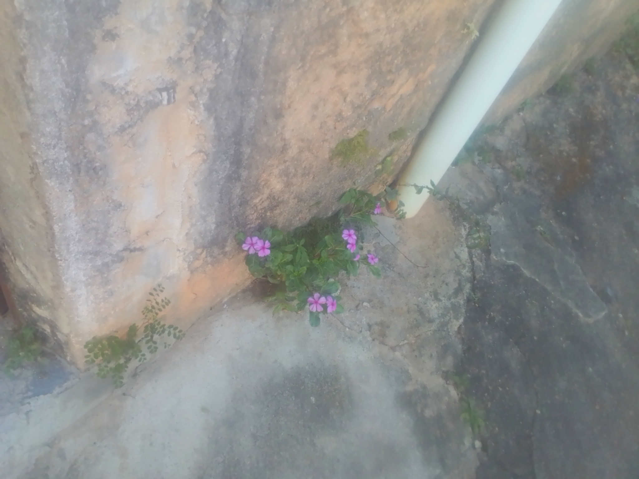 Photo of Madagascar Periwinkle (2/12)