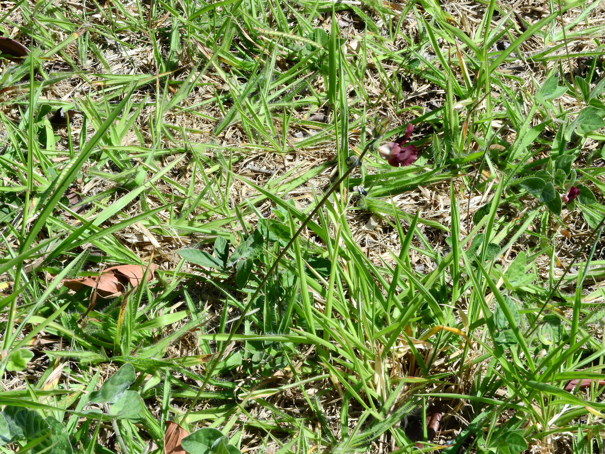 Photo of Phasey Bean (4/6)