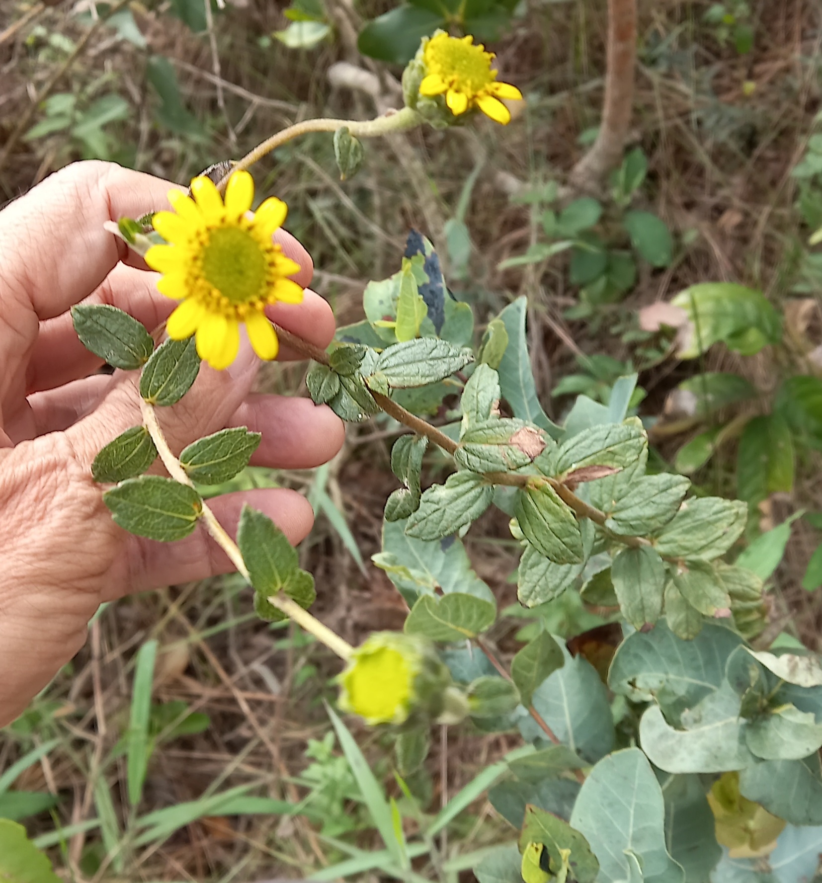 Photo of Aldama robusta (6/12)