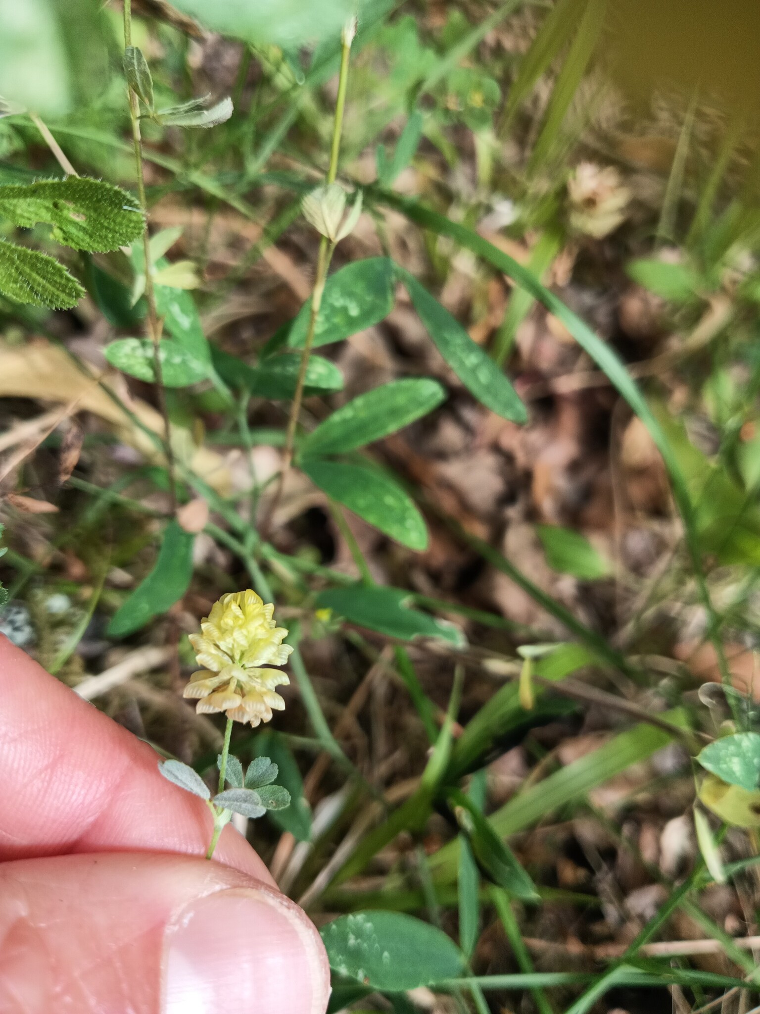 Photo of hop trefoil (3/12)