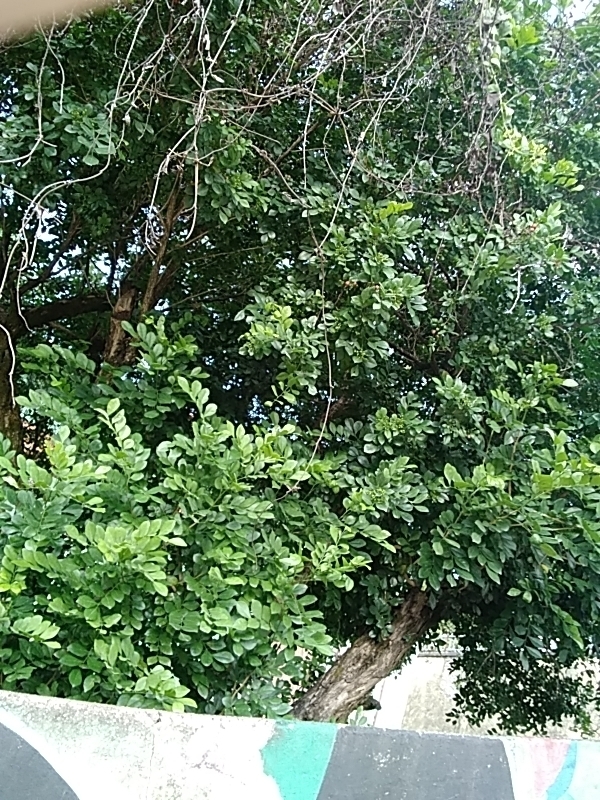 Photo of Orange Jasmine (5/10)
