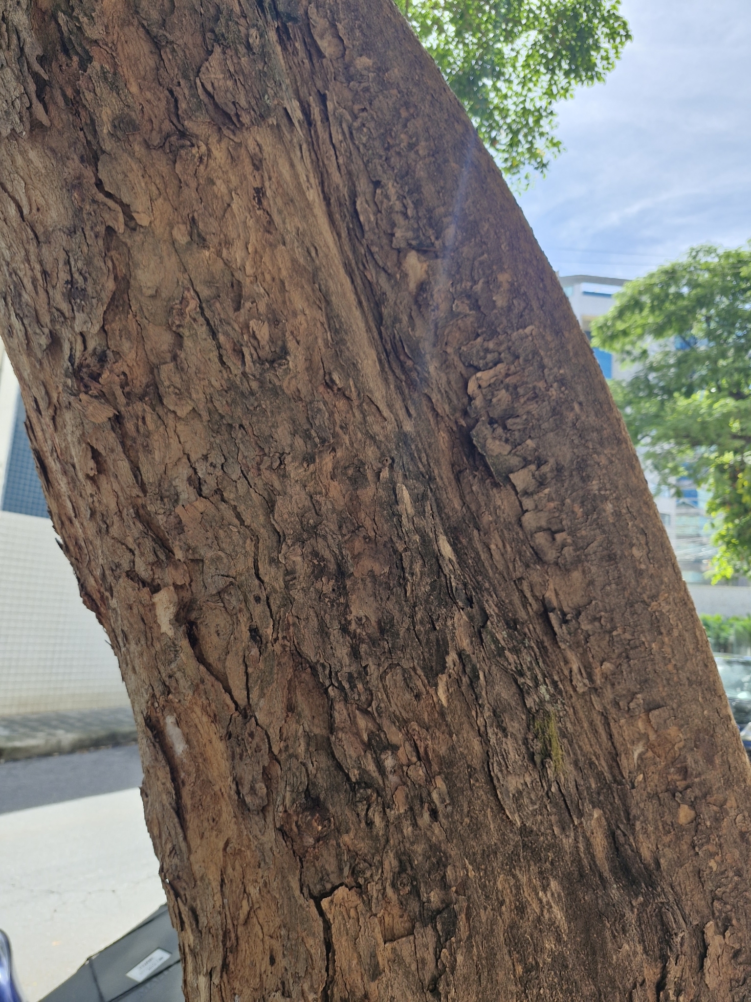 Photo of Pterocarpus violaceus (2/6)