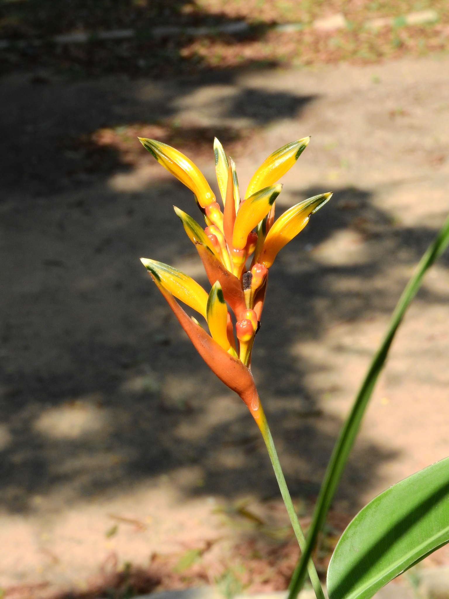 Photo of Parrot's Beak (7/11)
