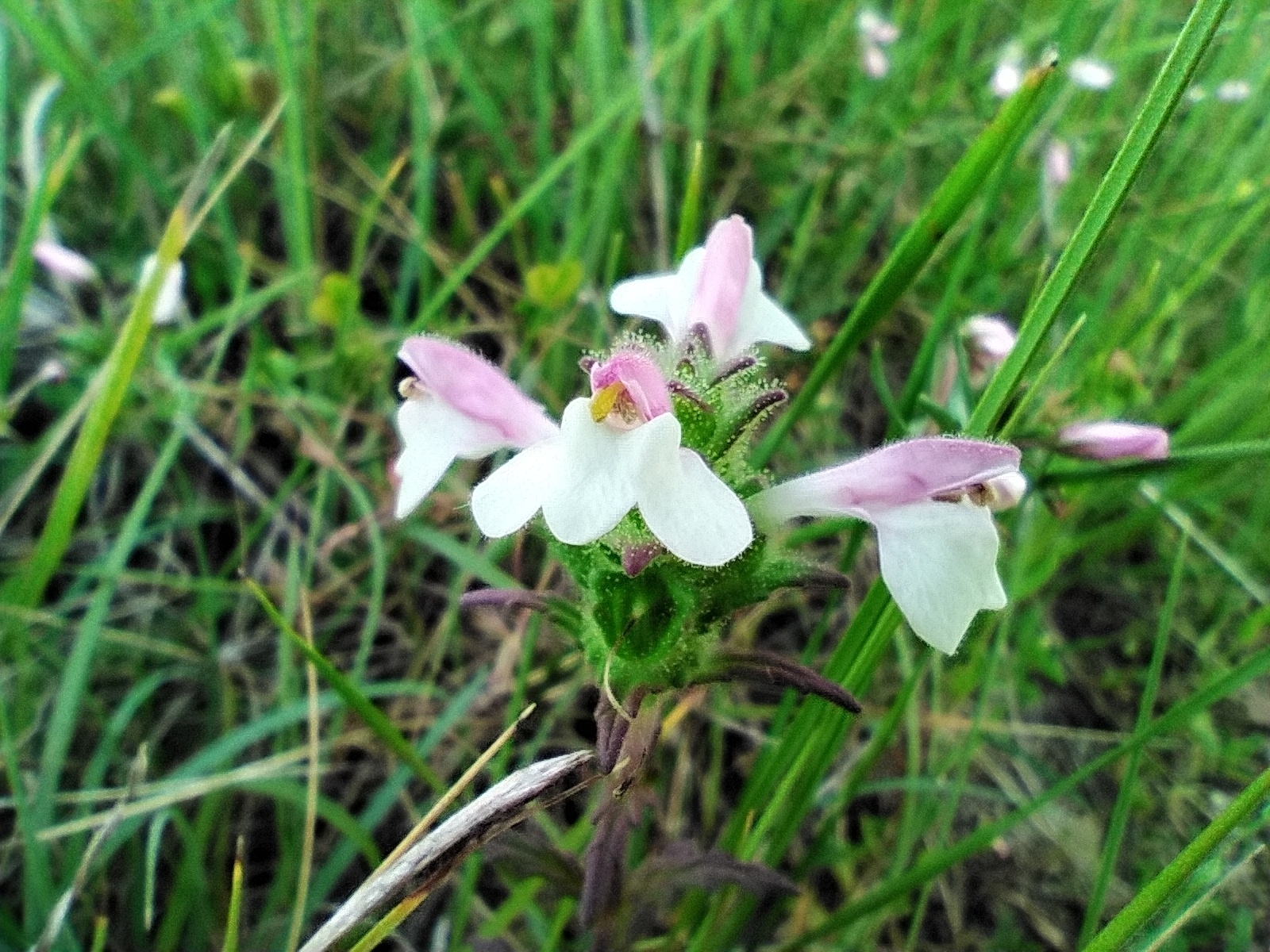Photo of Mediterranean lineseed (3/10)