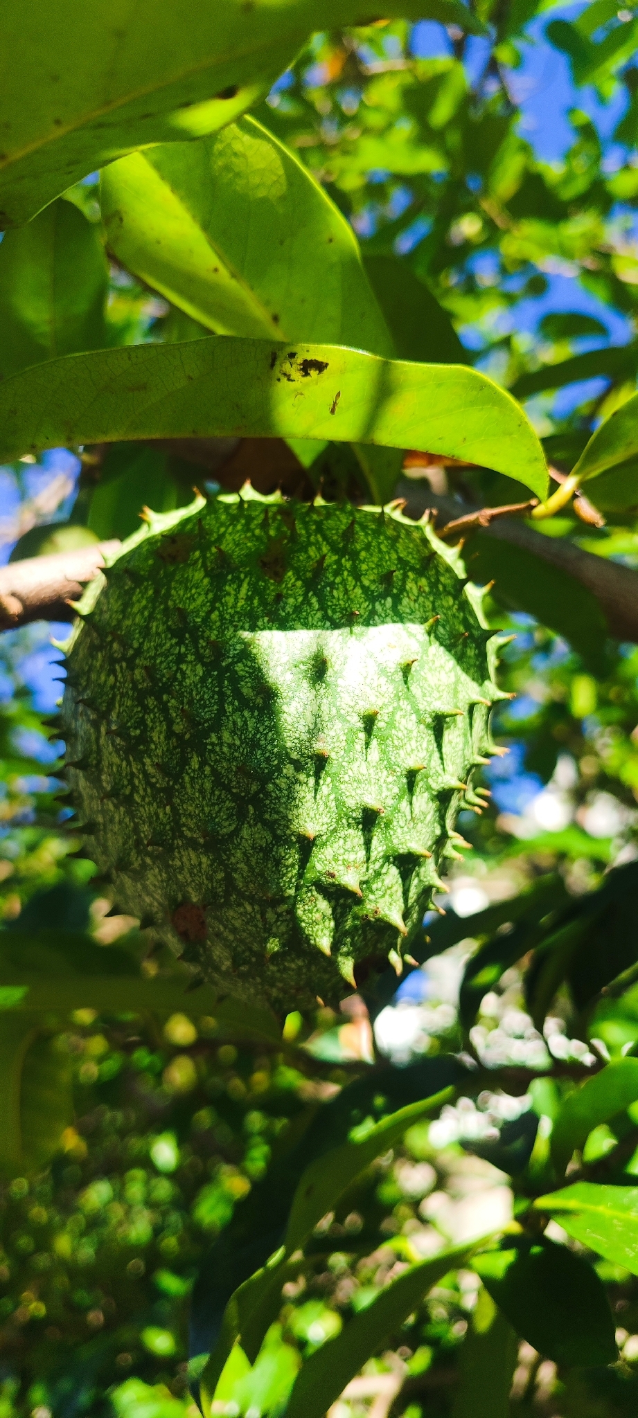 Photo of Soursop (1/11)