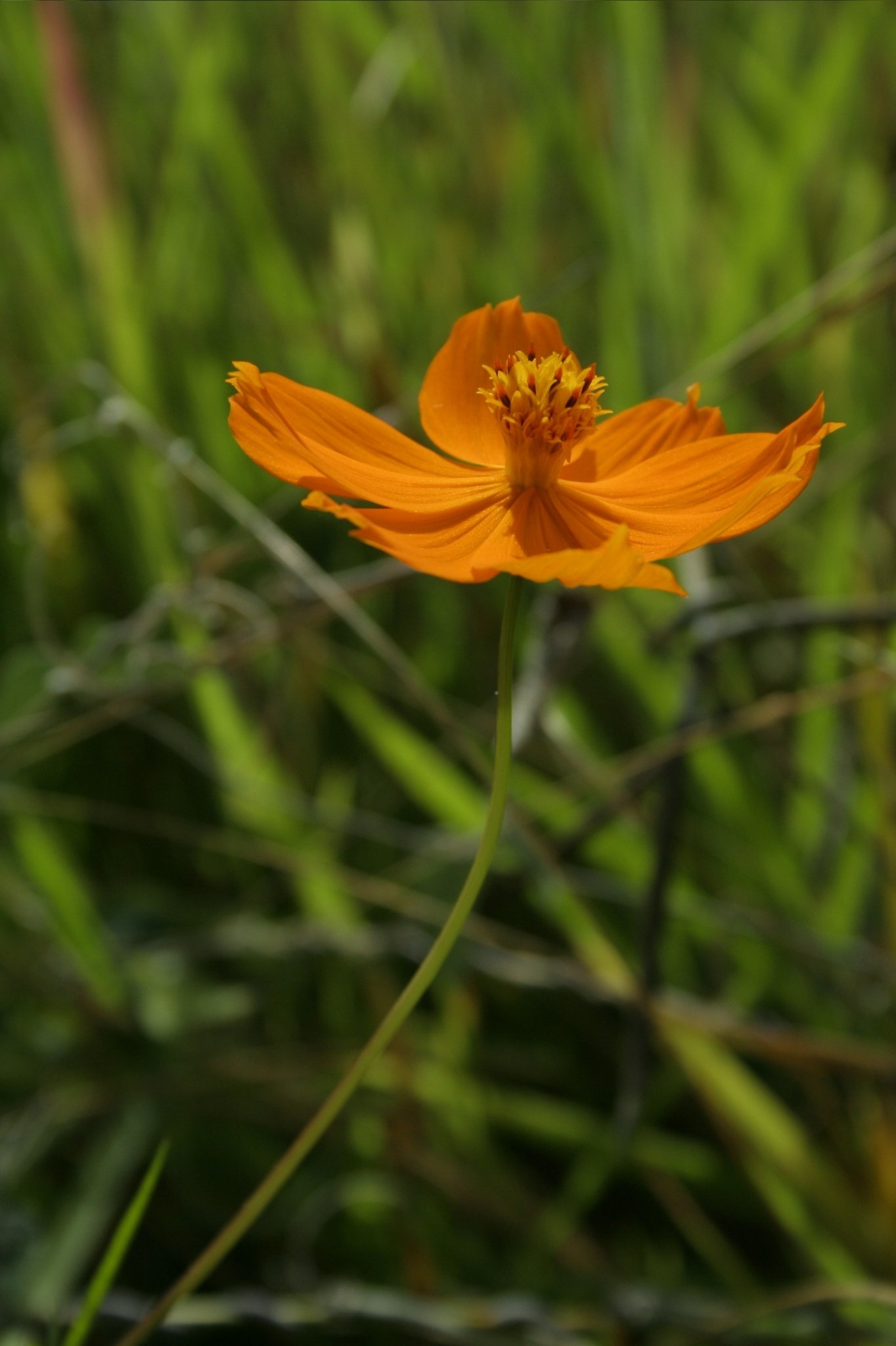 Photo of Yellow Cosmos (5/12)