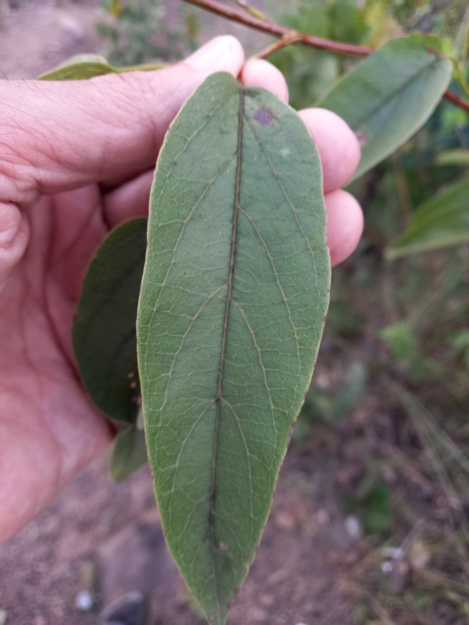 Photo of Cuspidaria (4/5)