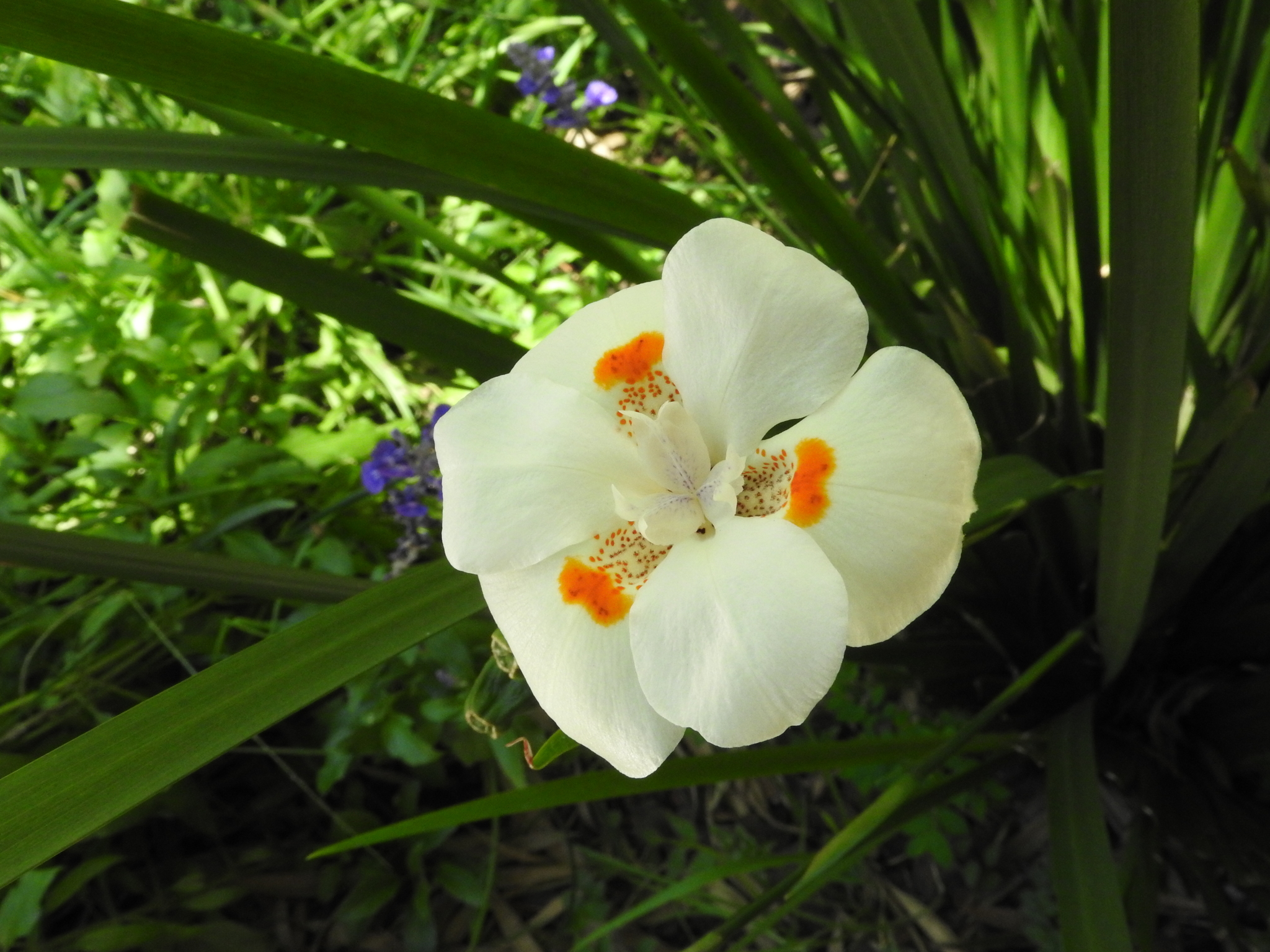 Photo of Yellow Fortnight Lily (10/10)