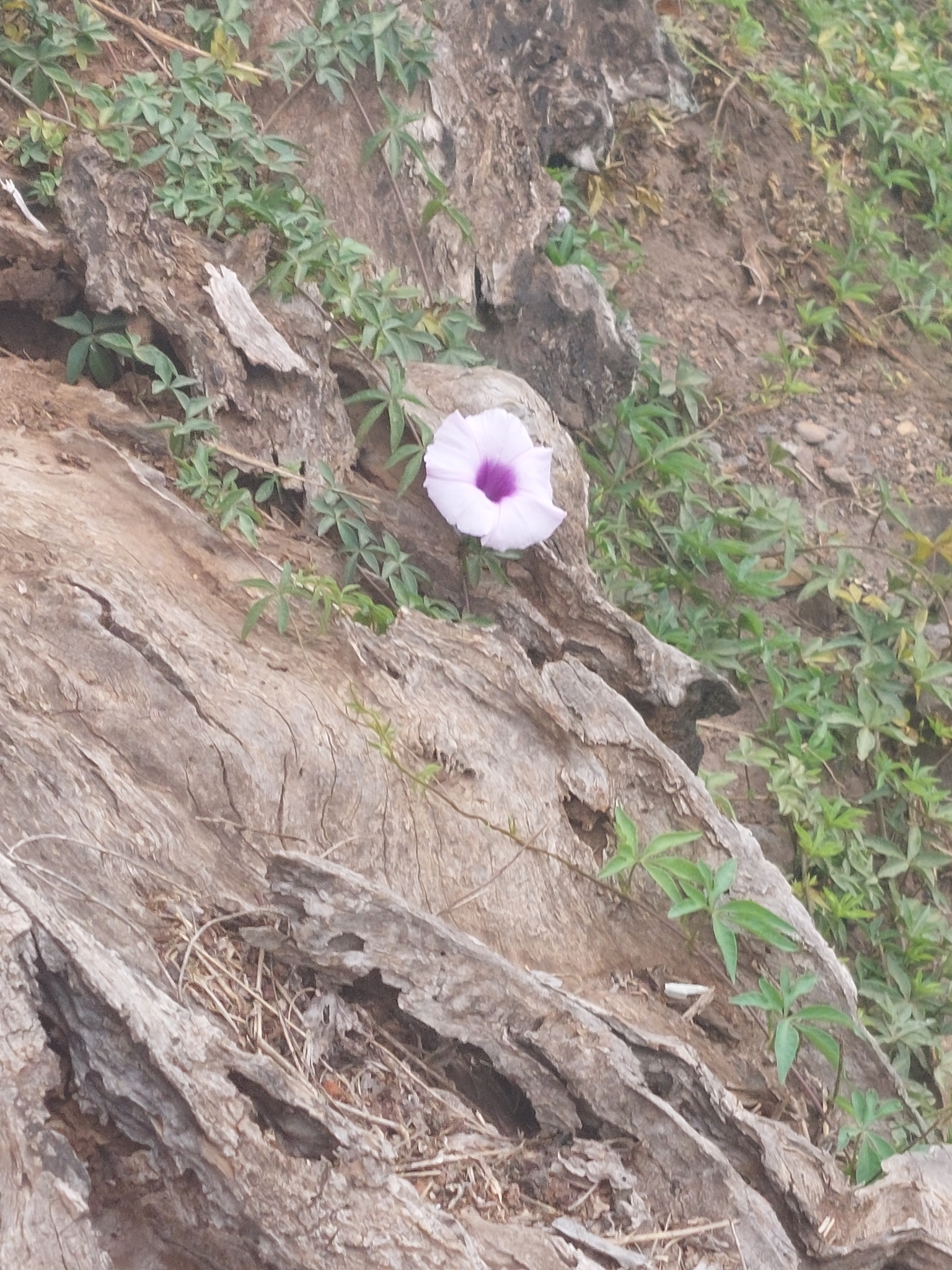 Photo of Mile-a-minute vine (8/12)