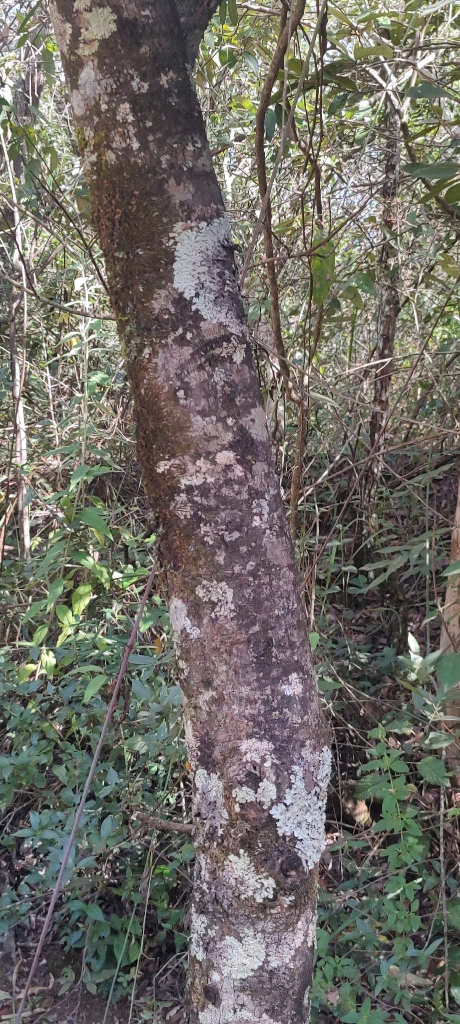 Photo of Luehea divaricata (6/12)