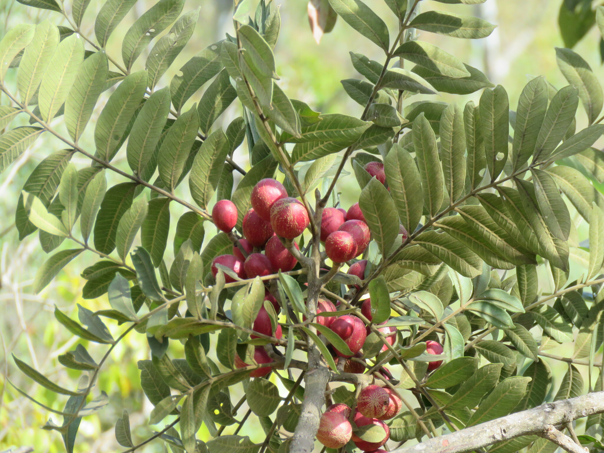 Photo of Cabralea canjerana (12/12)