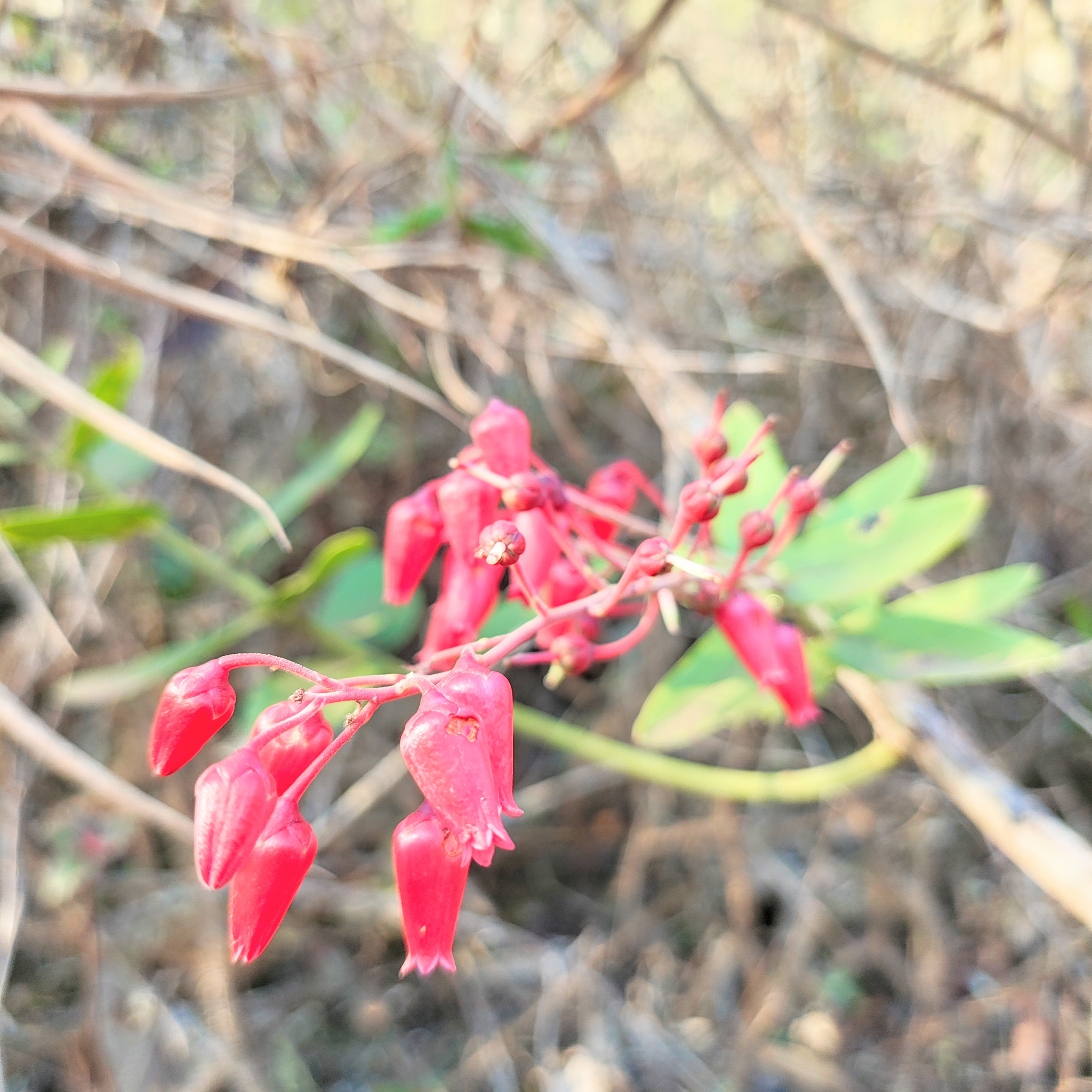 Photo of Gaylussacia brasiliensis (2/8)