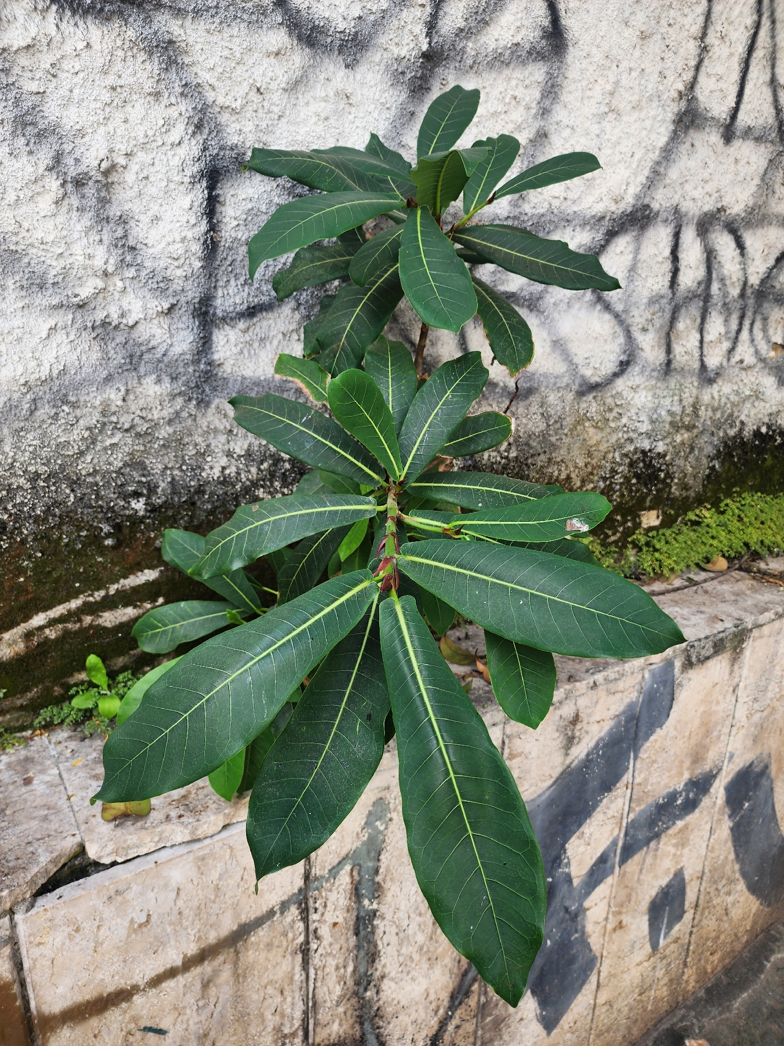 Photo of Ficus obtusifolia (6/11)