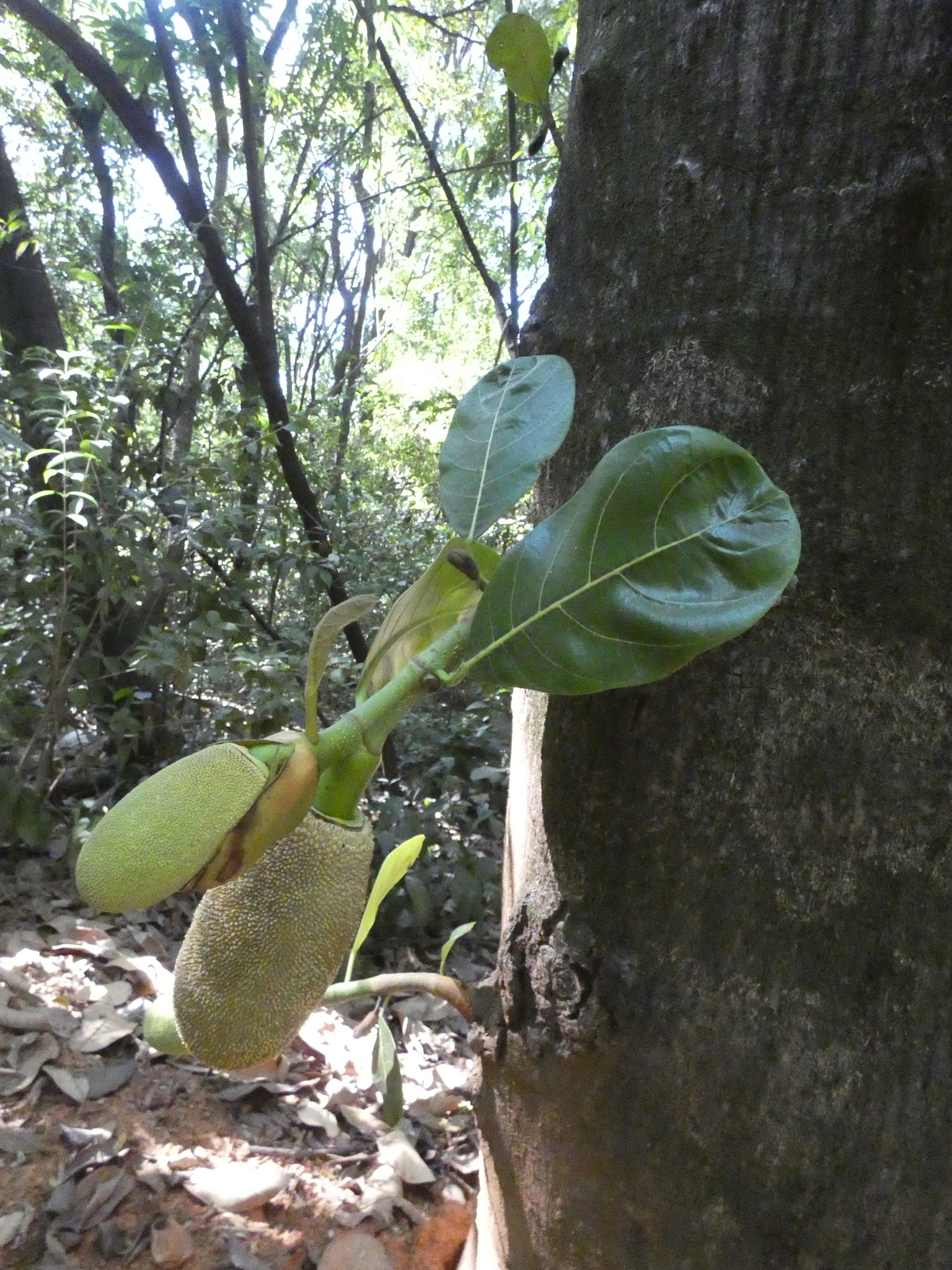 Photo of Jackfruit (5/12)