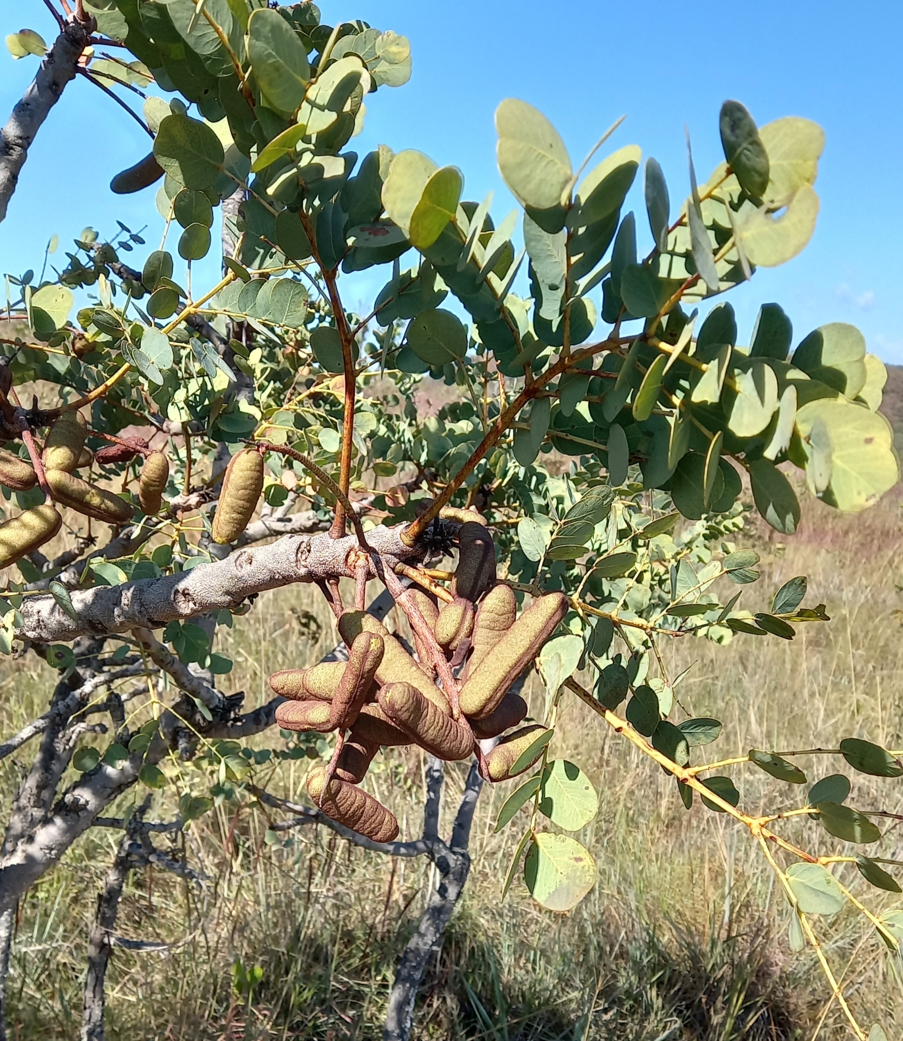 Photo of Stryphnodendron adstringens (7/9)