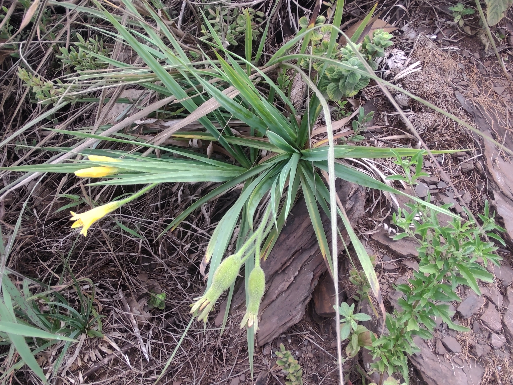 Photo of Barbacenia (3/7)
