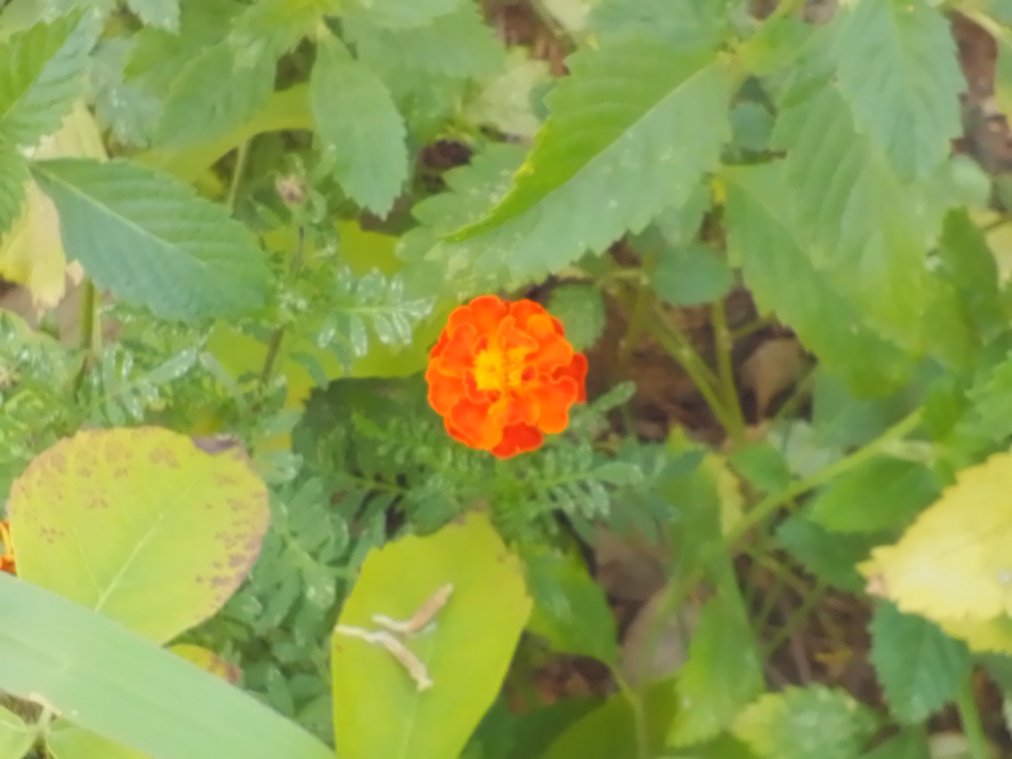 Photo of French marigold (3/8)